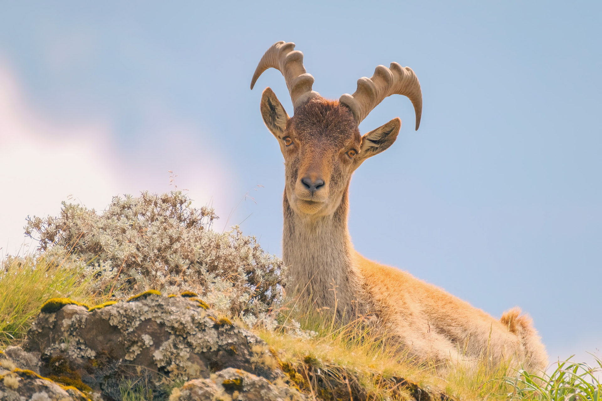 ©yasobrowne Walia ibex are an endangered species. 