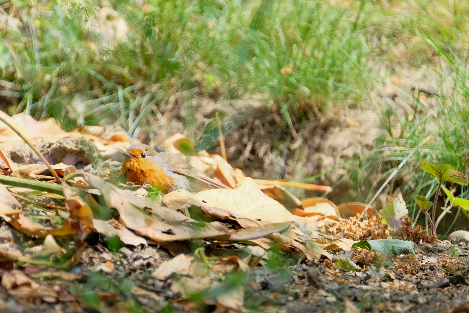 ©yasobrowne I think Robins are a lot more ground dwelling than they are able to be in our garden environments where there are often cats and dogs around. 