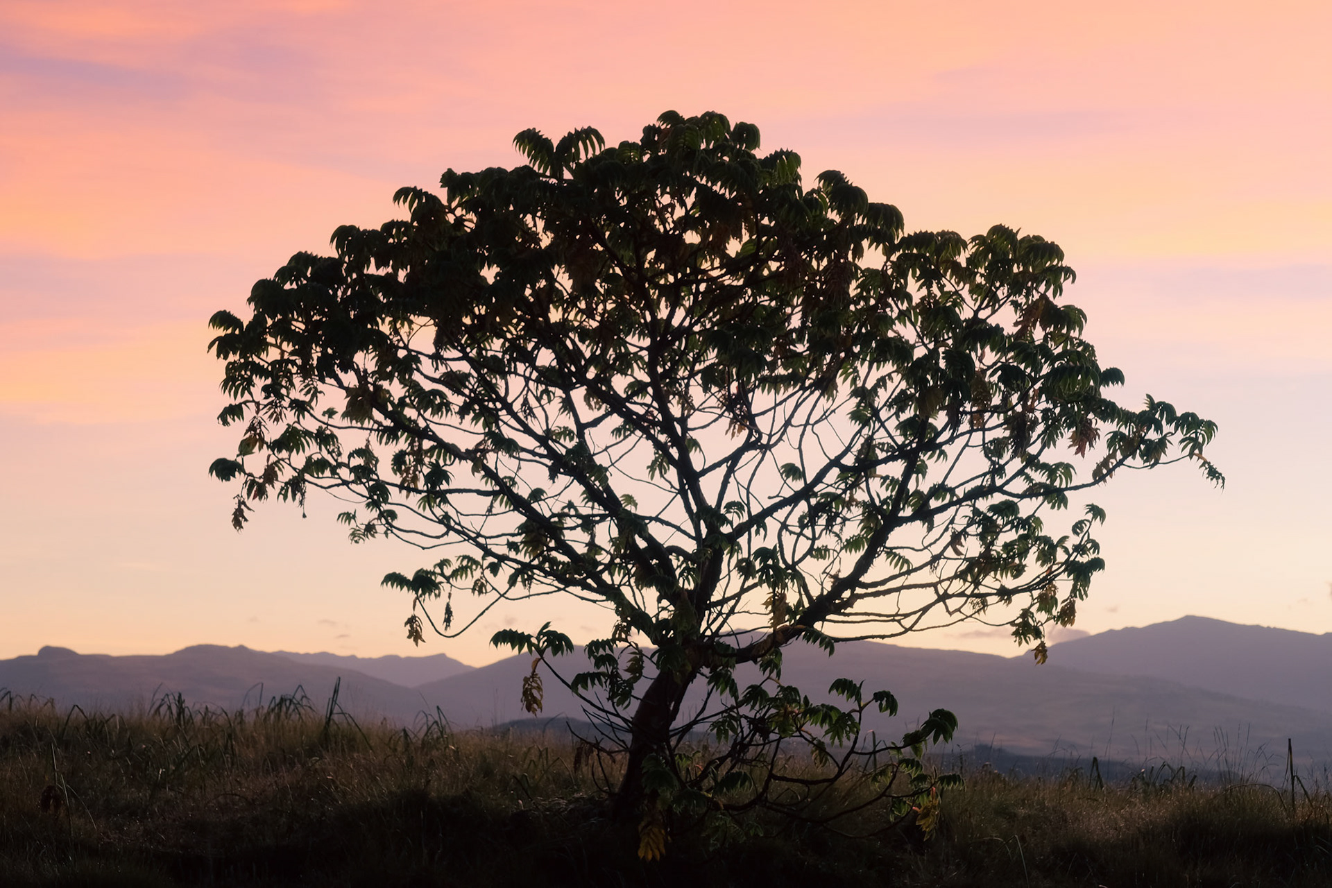 ©yasobrowne Tree appreciation.