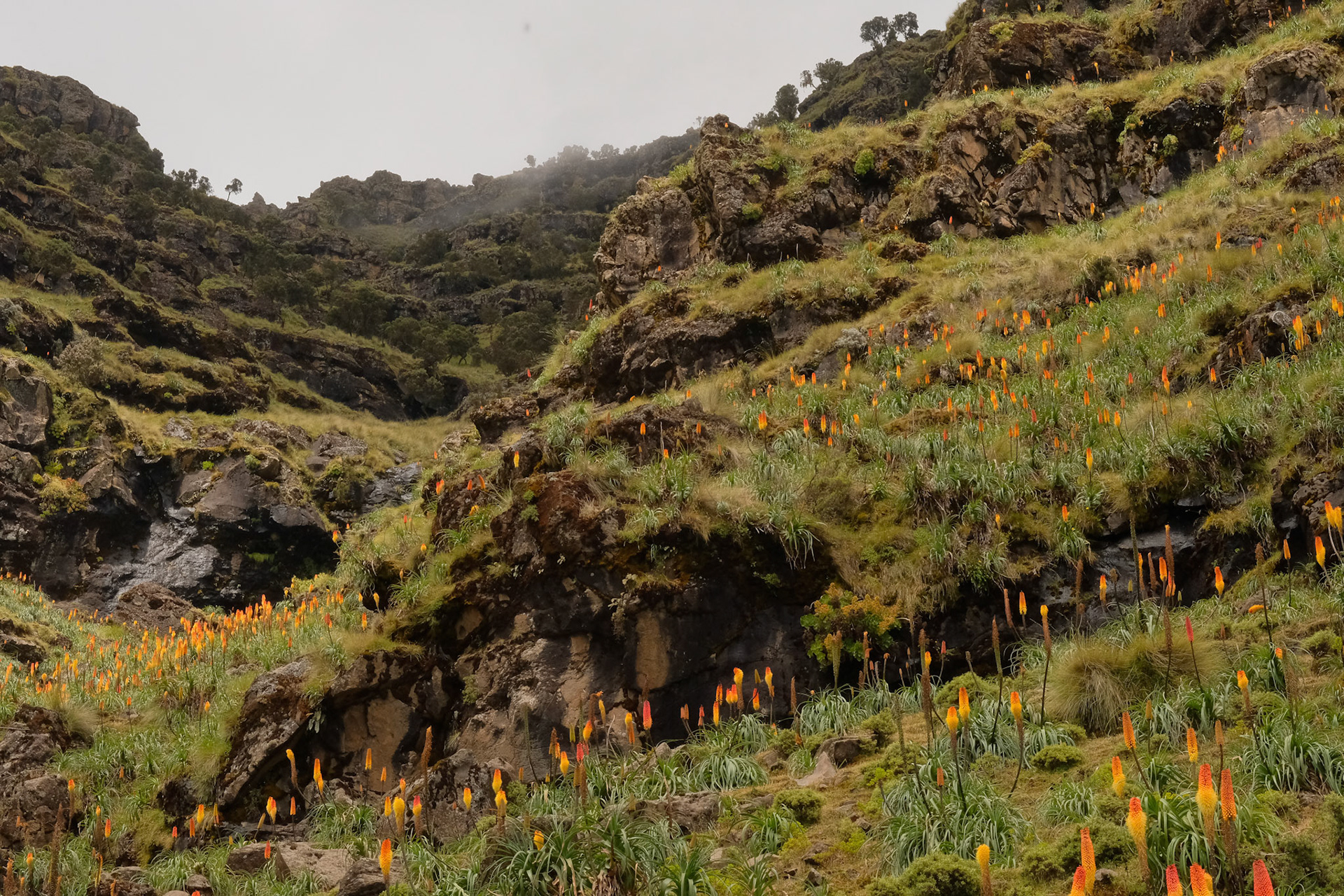 ©yasobrowne Flower of Kniphofia foliosa