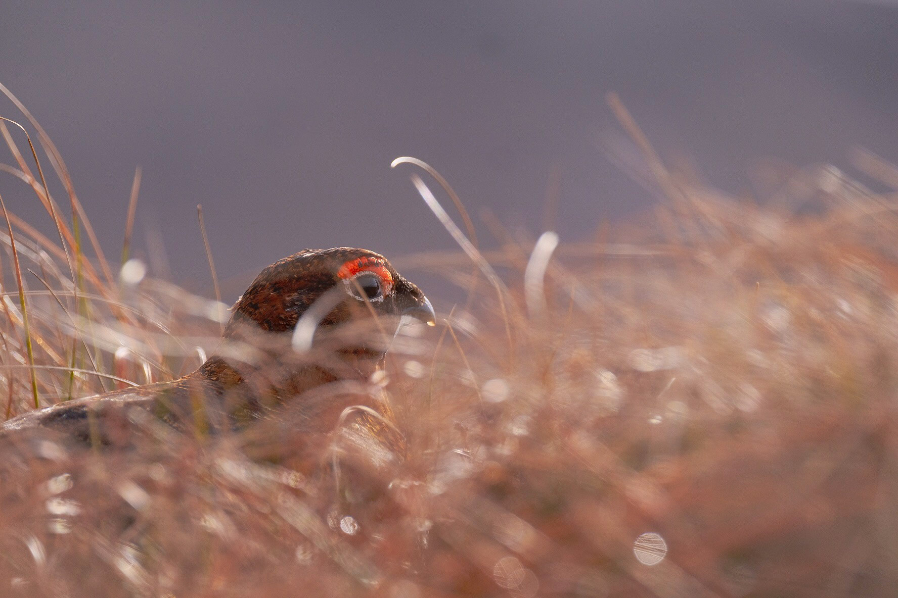 ©yasobrowne I just don't understand why you would want to shoot them. 