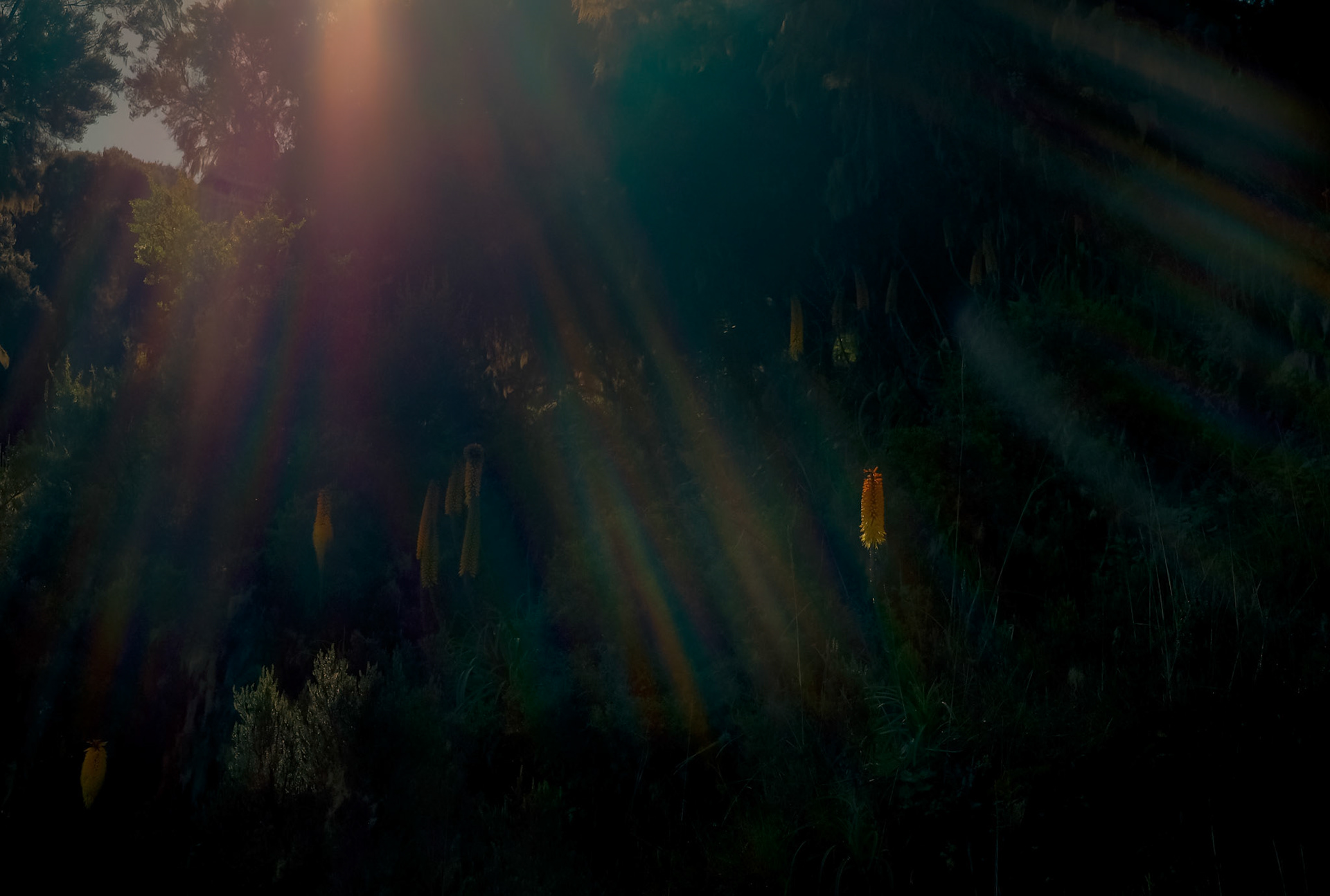 ©yasobrowne Very much a death reflection. 