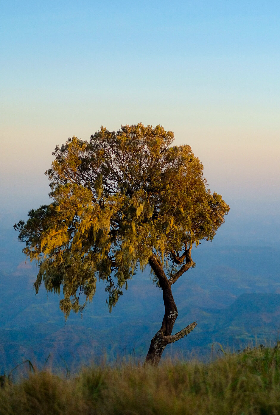 ©yasobrowne beautiful tree