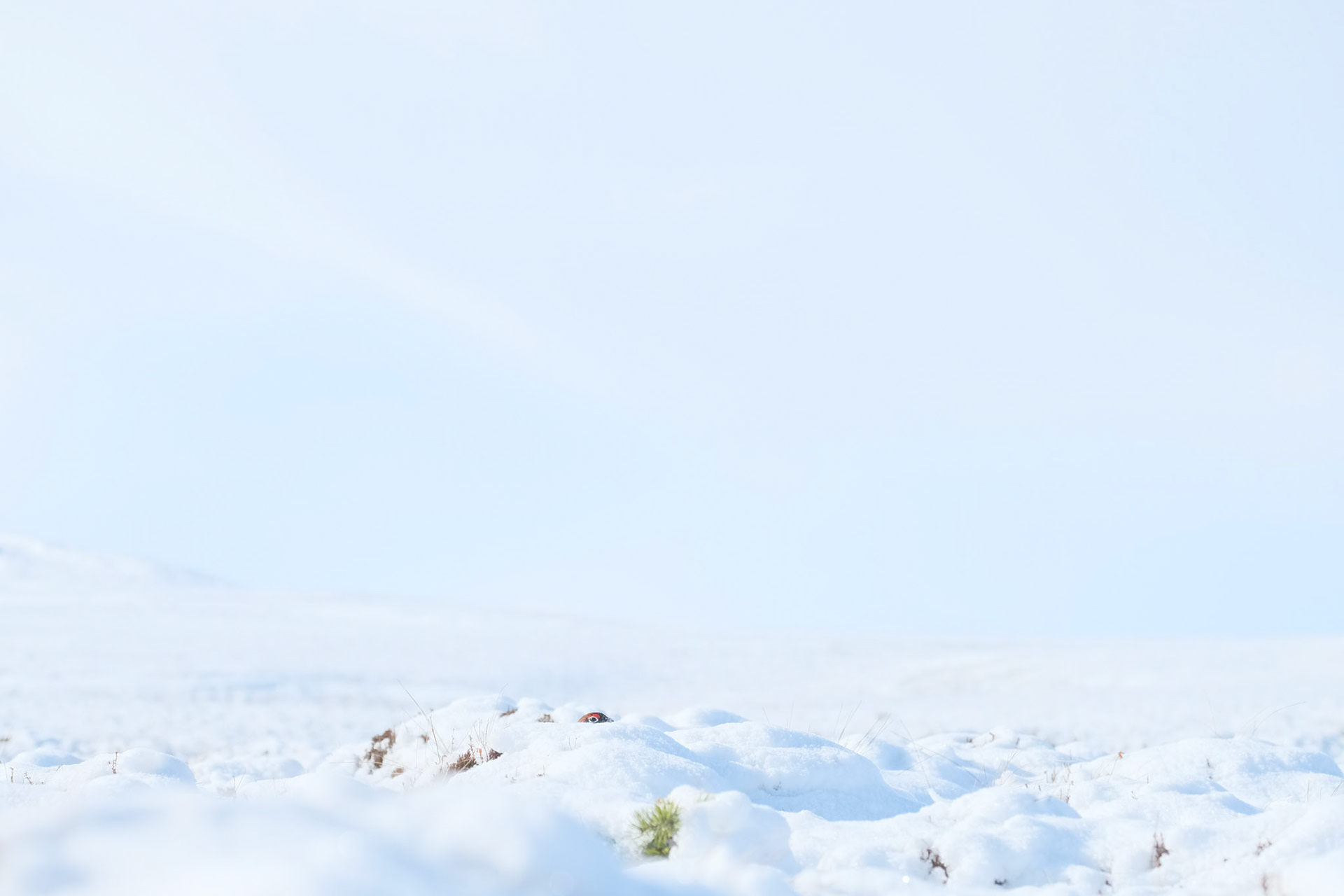 ©yasobrowne clucked