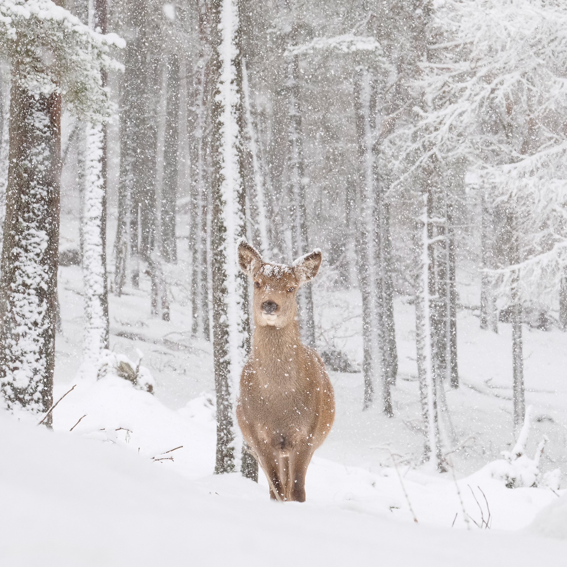 ©yasobrowne Snow Doe Scotland.