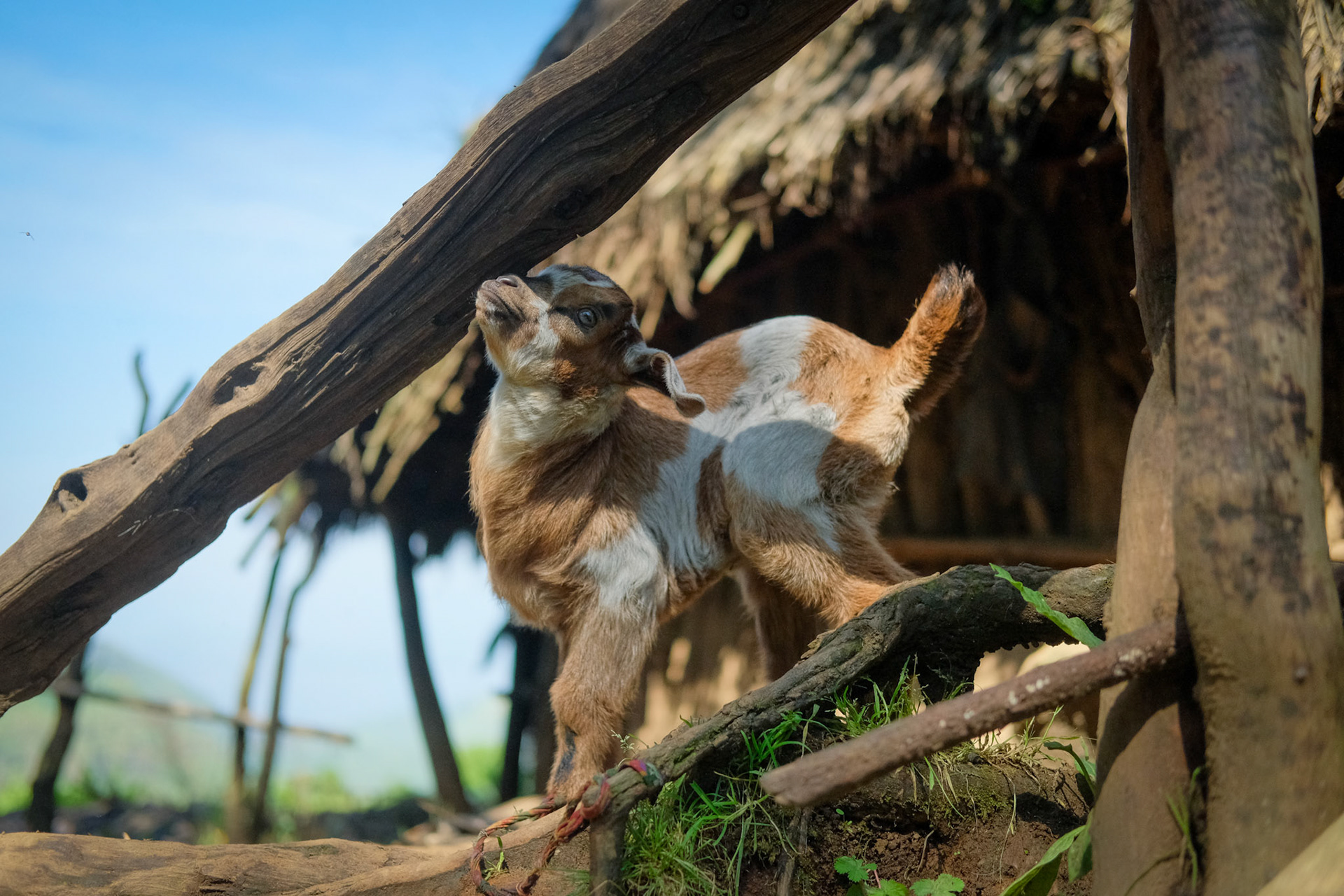 ©yasobrowne livestock