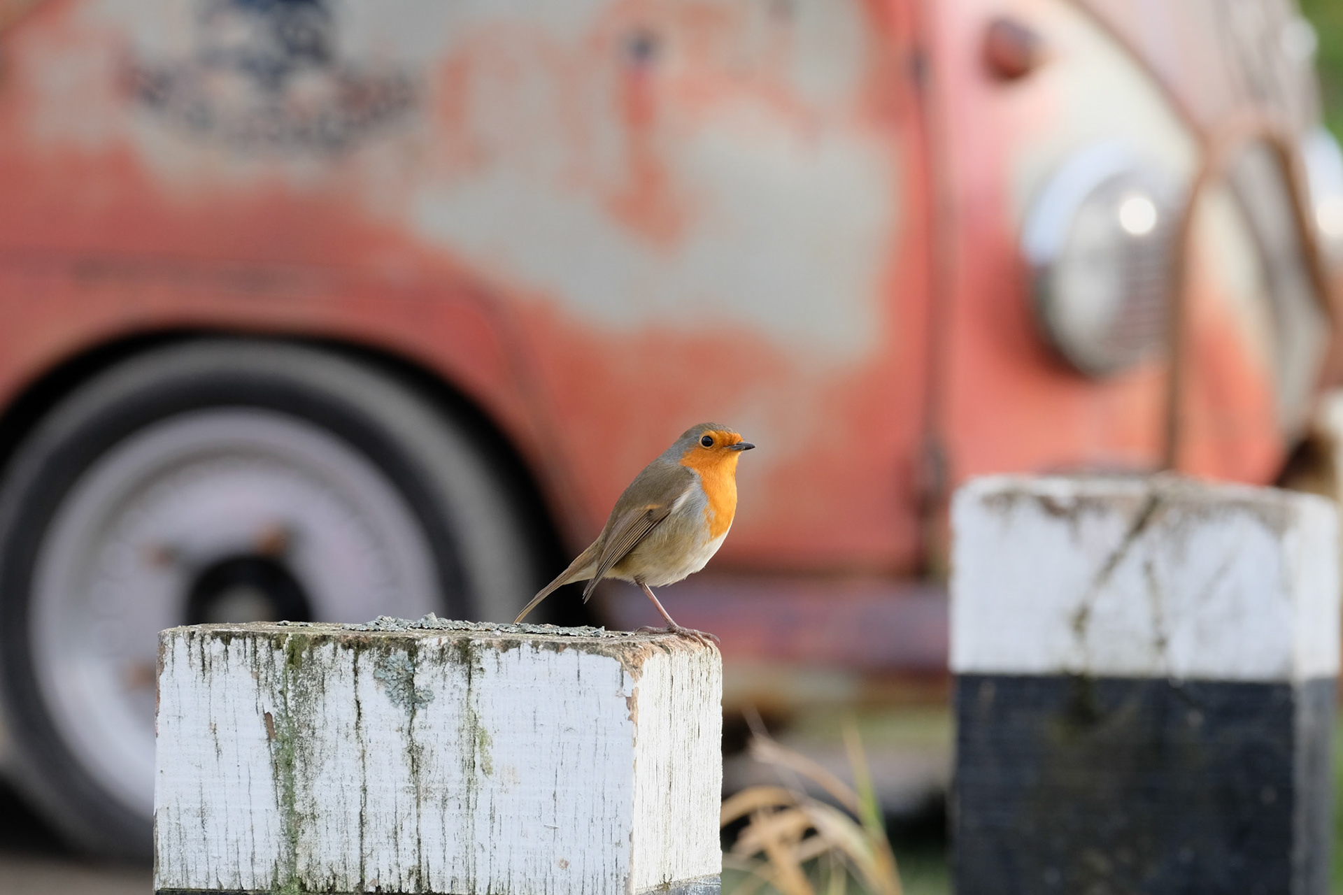 ©yasobrowne Robin by canal