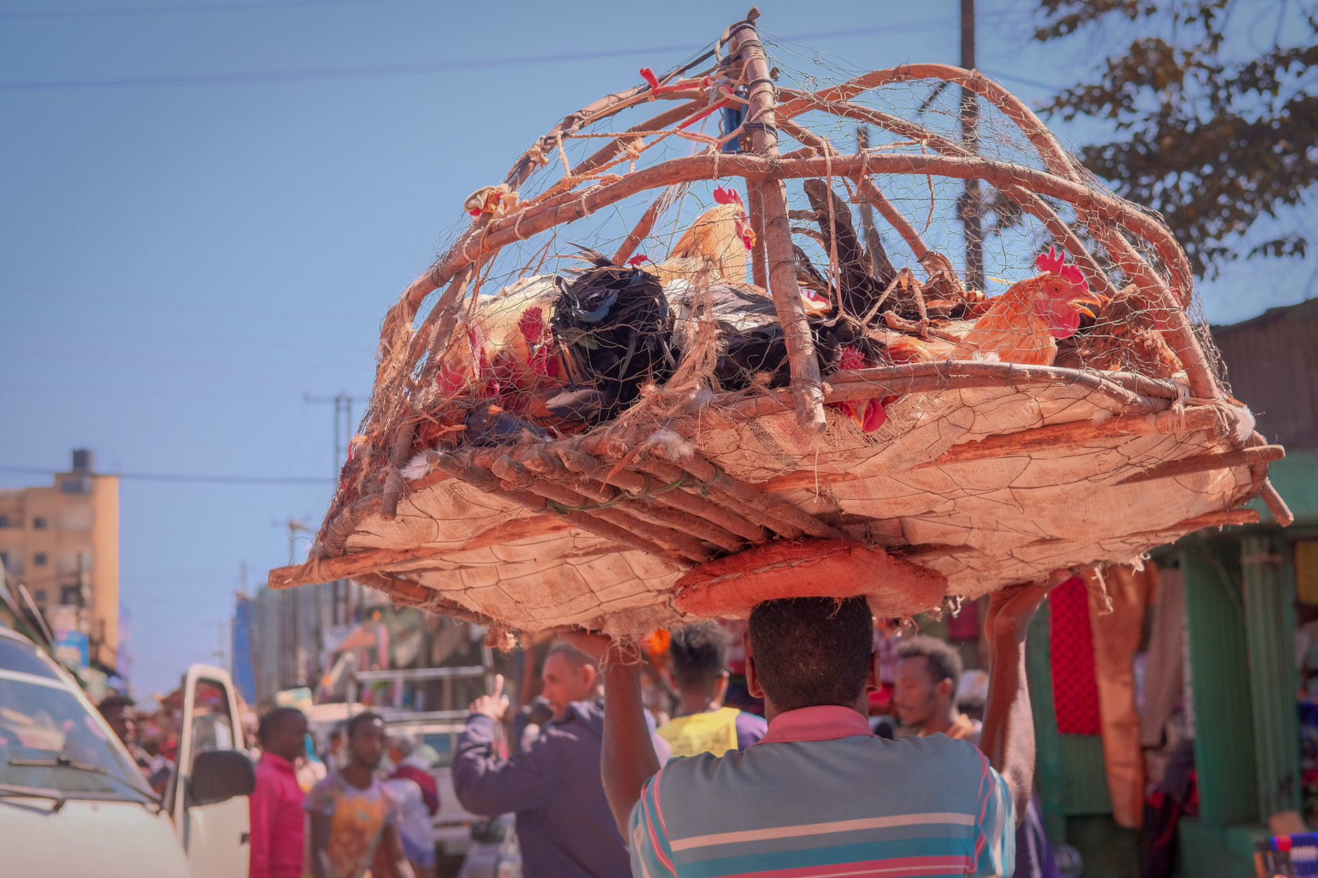 ©yasobrowne Much kinder transportation than the industrial scale you can see in wealthier countries.