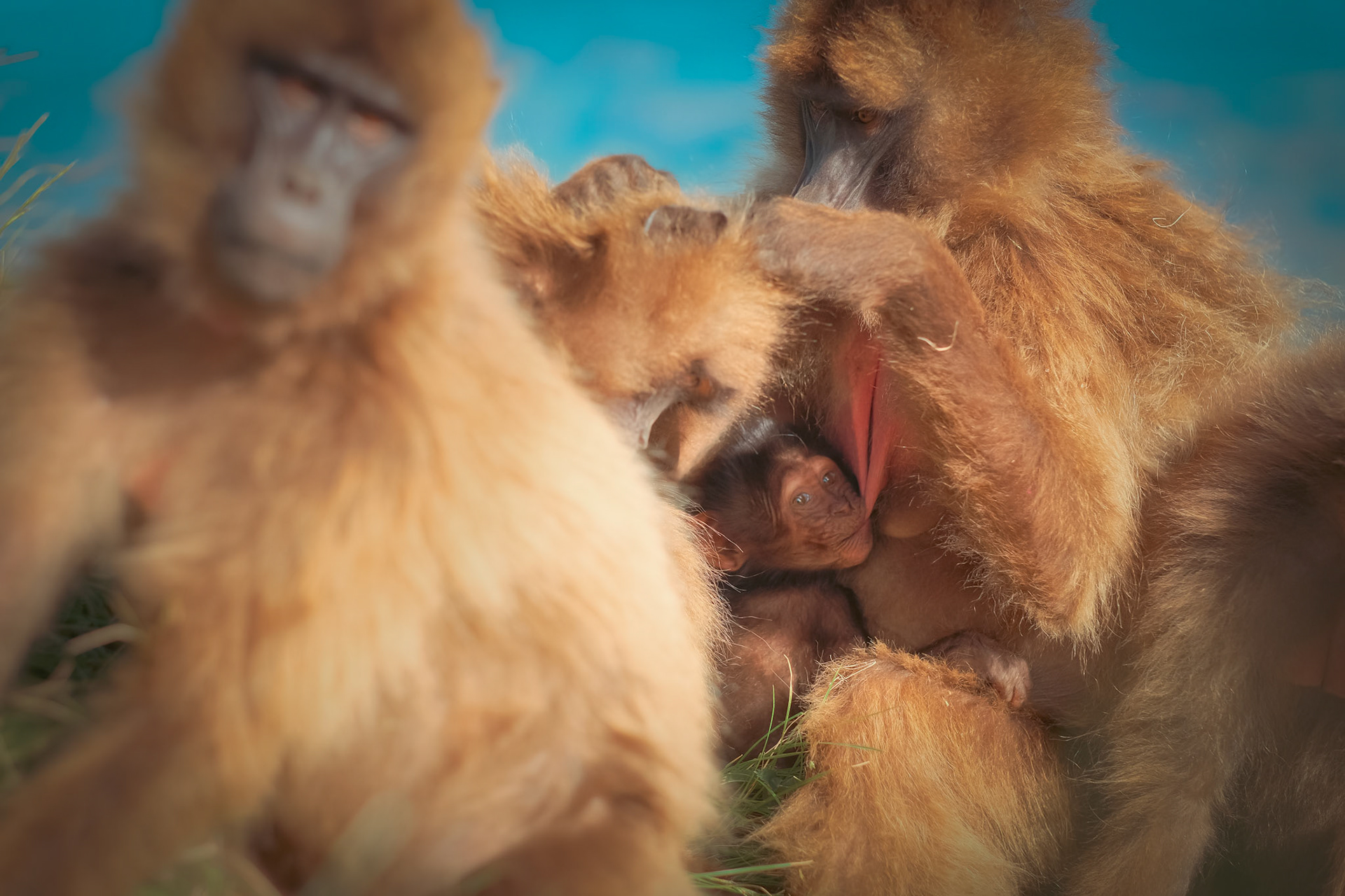 ©yasobrowne wonderfully protected.