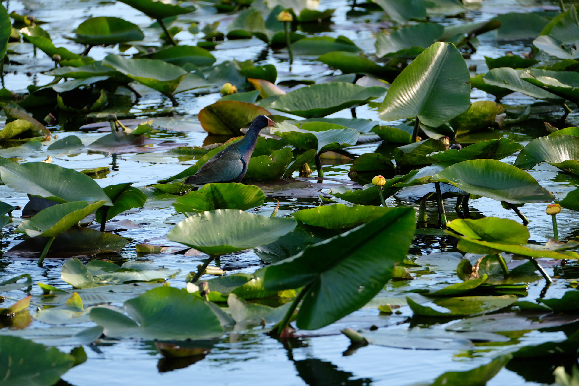 ©yasobrowne everglades