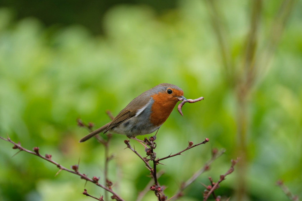 ©yasobrowne I got to witness the relentless feeding that goes on during breeding season. It was such a welcome distraction as around me were lots of new adjustments I had to make including making new friends following a house move.