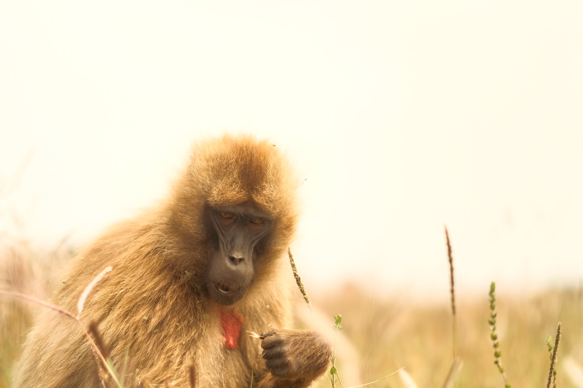 ©yasobrowne Eating a quarter of my body weight in grass, everyday.