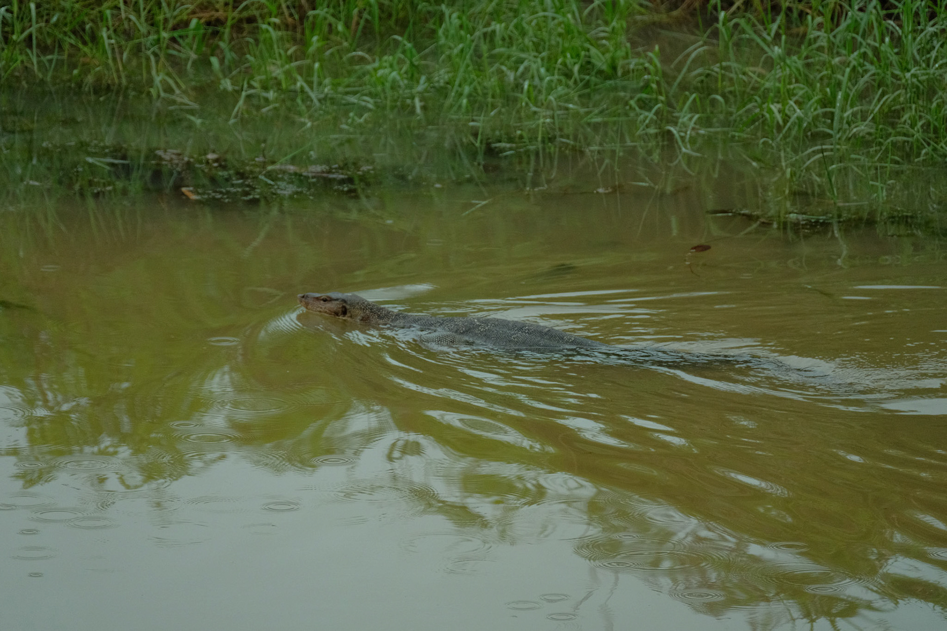 ©yasobrowne Malaysian monitor lizard in the wild. It would have been nice to have had the chance to put something in the frame to scale it more, it was sizeable.