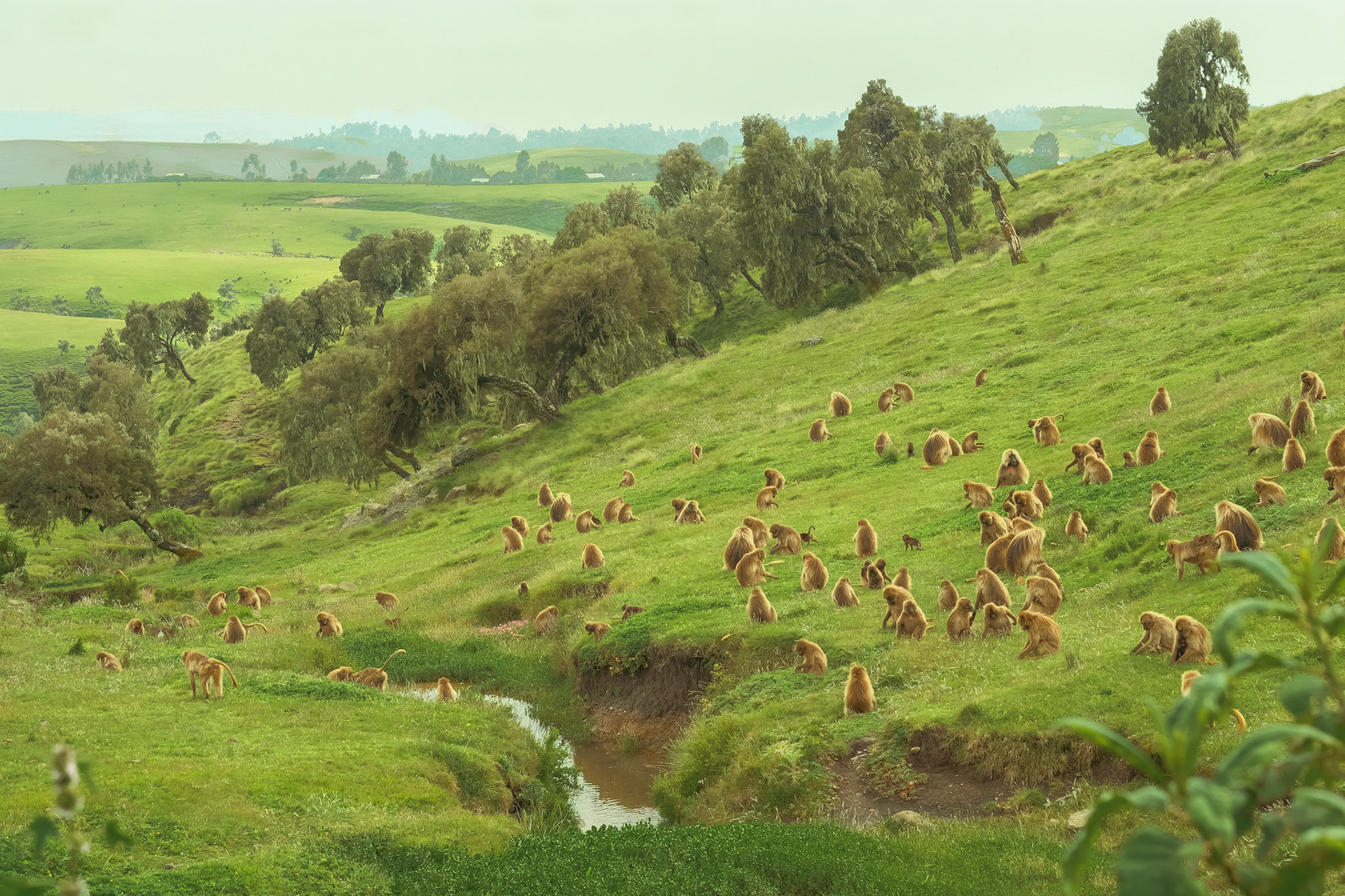 ©yasobrowne Still can't believe I saw this - feels magical. Gelada Troop.