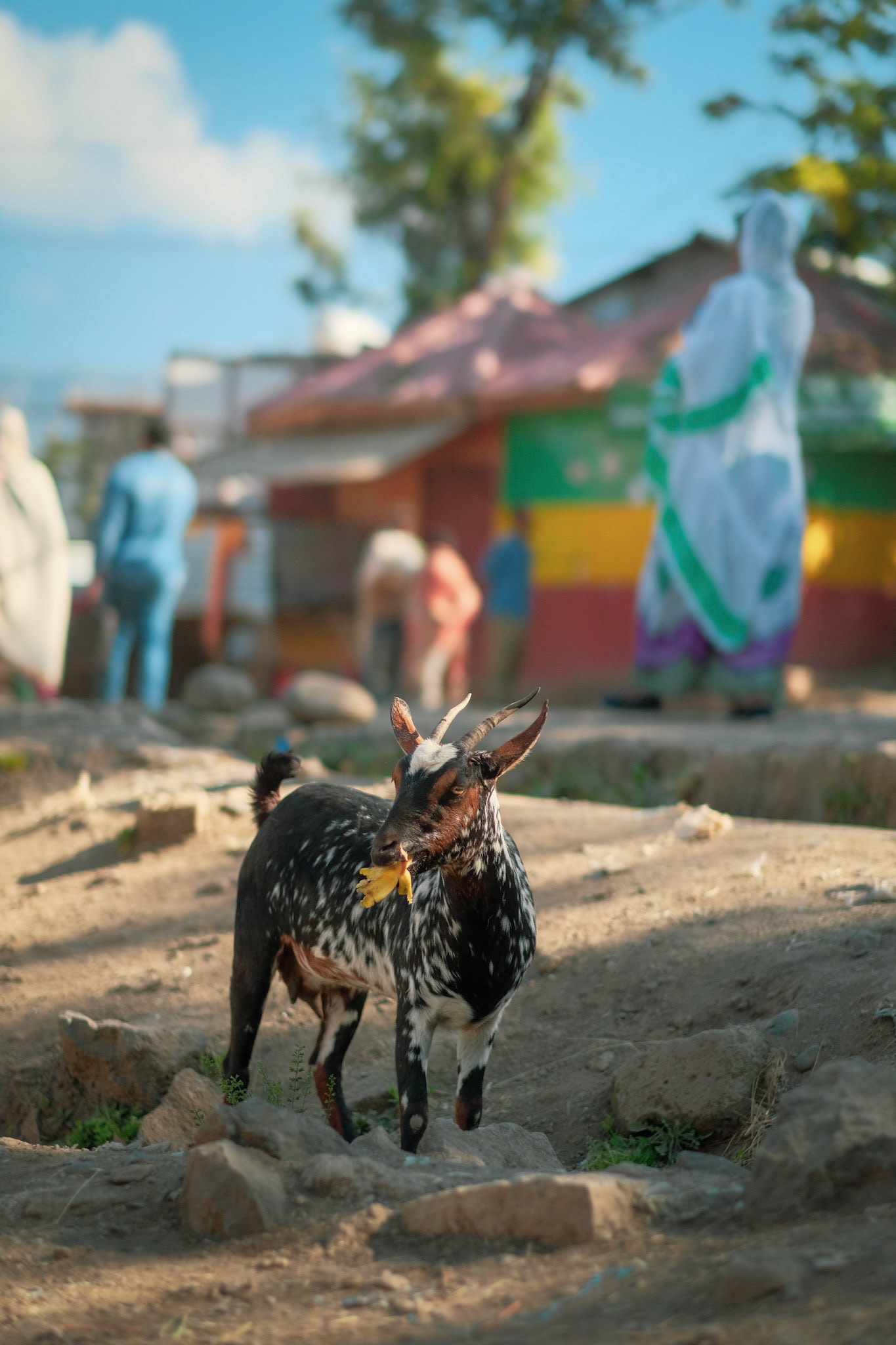 ©yasobrowne Fattening. 