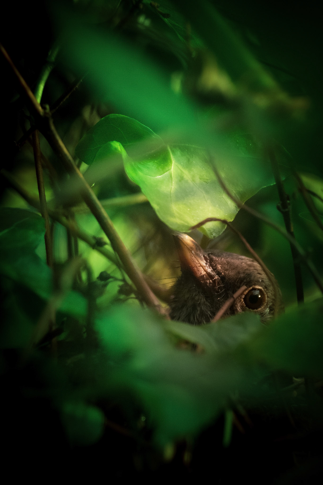 ©yasobrowne