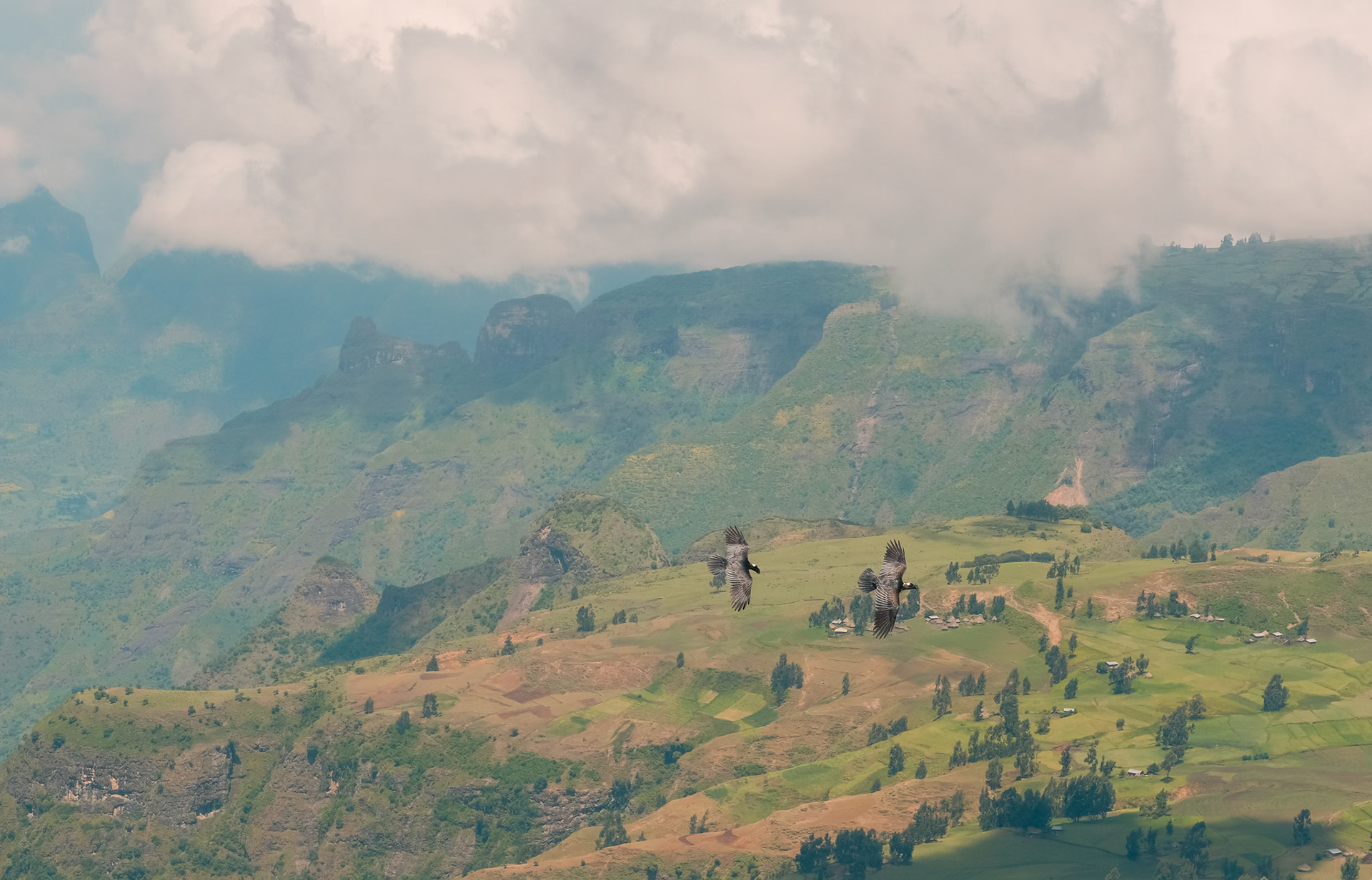 ©yasobrowne These wings are just part of the landscape.