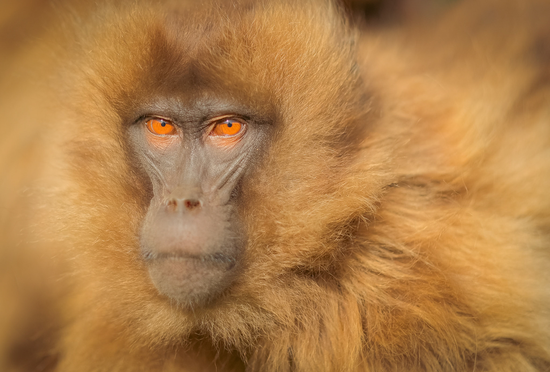 ©yasobrowne direct eye contact with many monkeys is actually aggressive. 