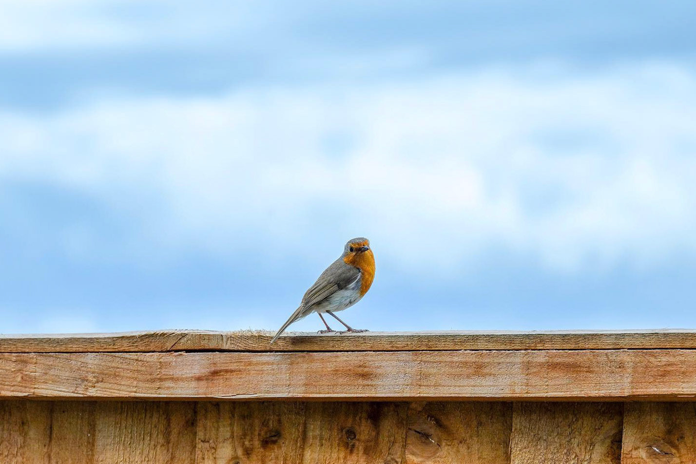 ©yasobrowne Robin and sky backdrop