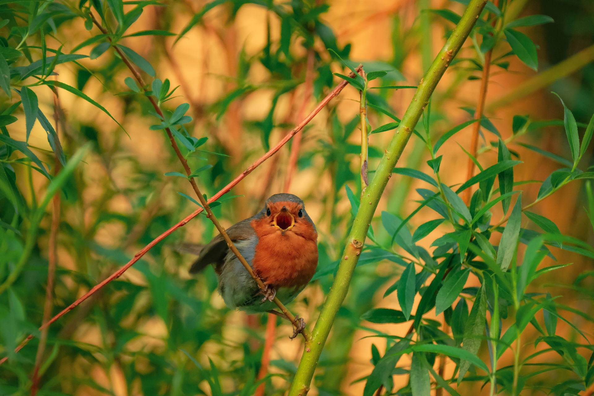 ©yasobrowne Territory - male robins will fight sometimes to the death defending their patch. 