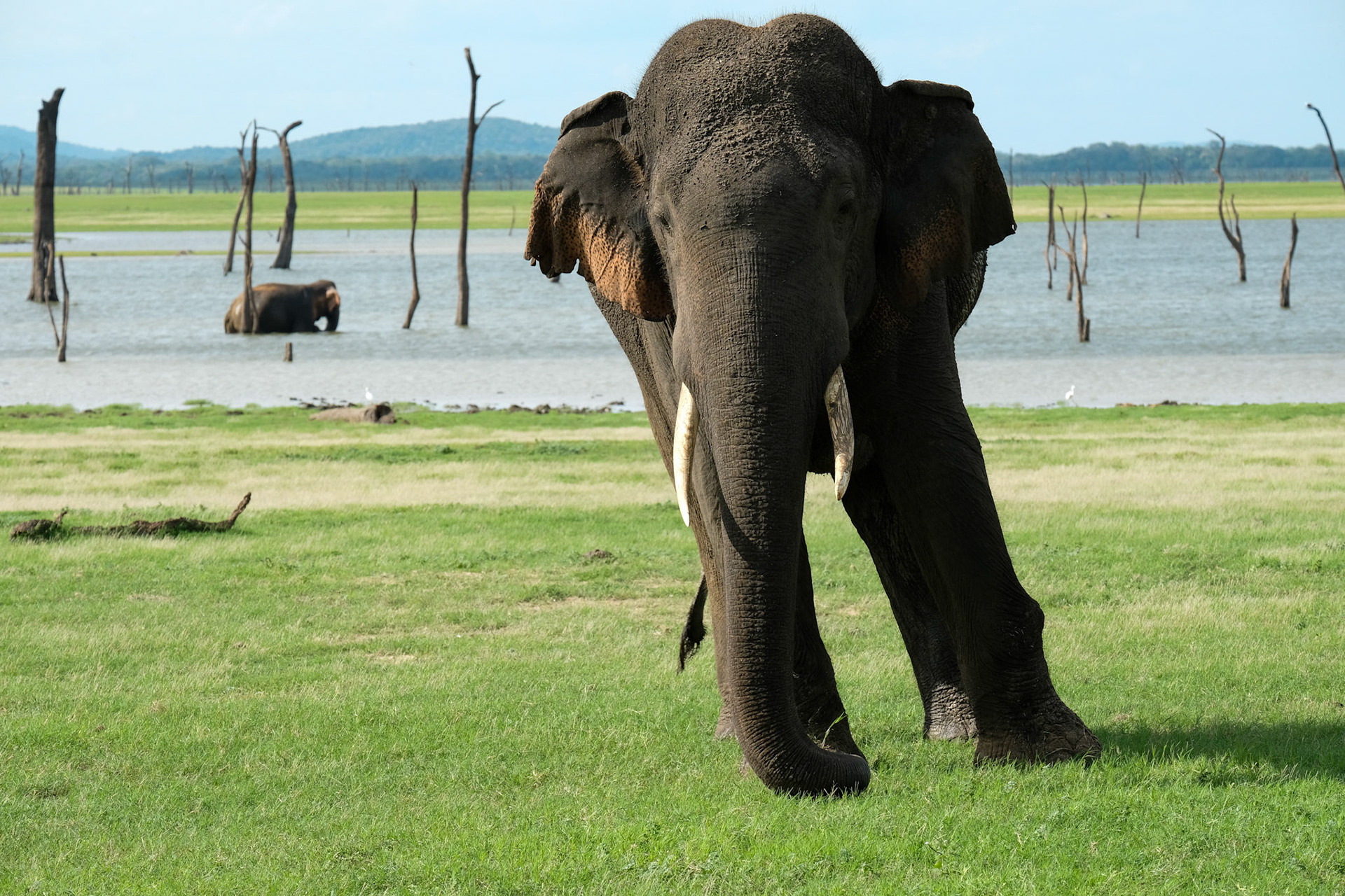 ©yasobrowne This bull was not happy, his family were obstructed from crossing over to the bathing site so that us tourists had a good photo opportunity. It was clear to me there is a lot of pressure from tourists to "please" and all it took was us asking our driver to pull back, and we did. Lots of people do not take responsibility that the harassment often is driven by the people paying to be there. The drivers need the income.