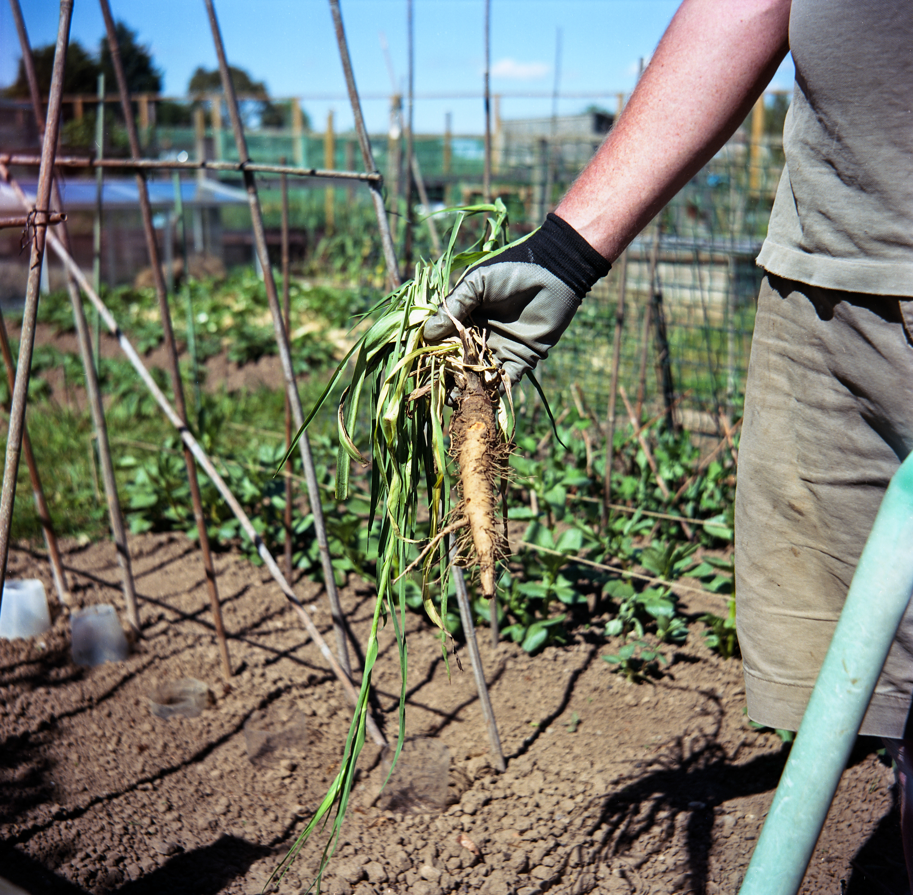 18. Thanks to the allotment we now eat a lot of homegrown produce which is not only good for the environment but has also meant we've saved money on fresh fruit and veg from the supermarket.