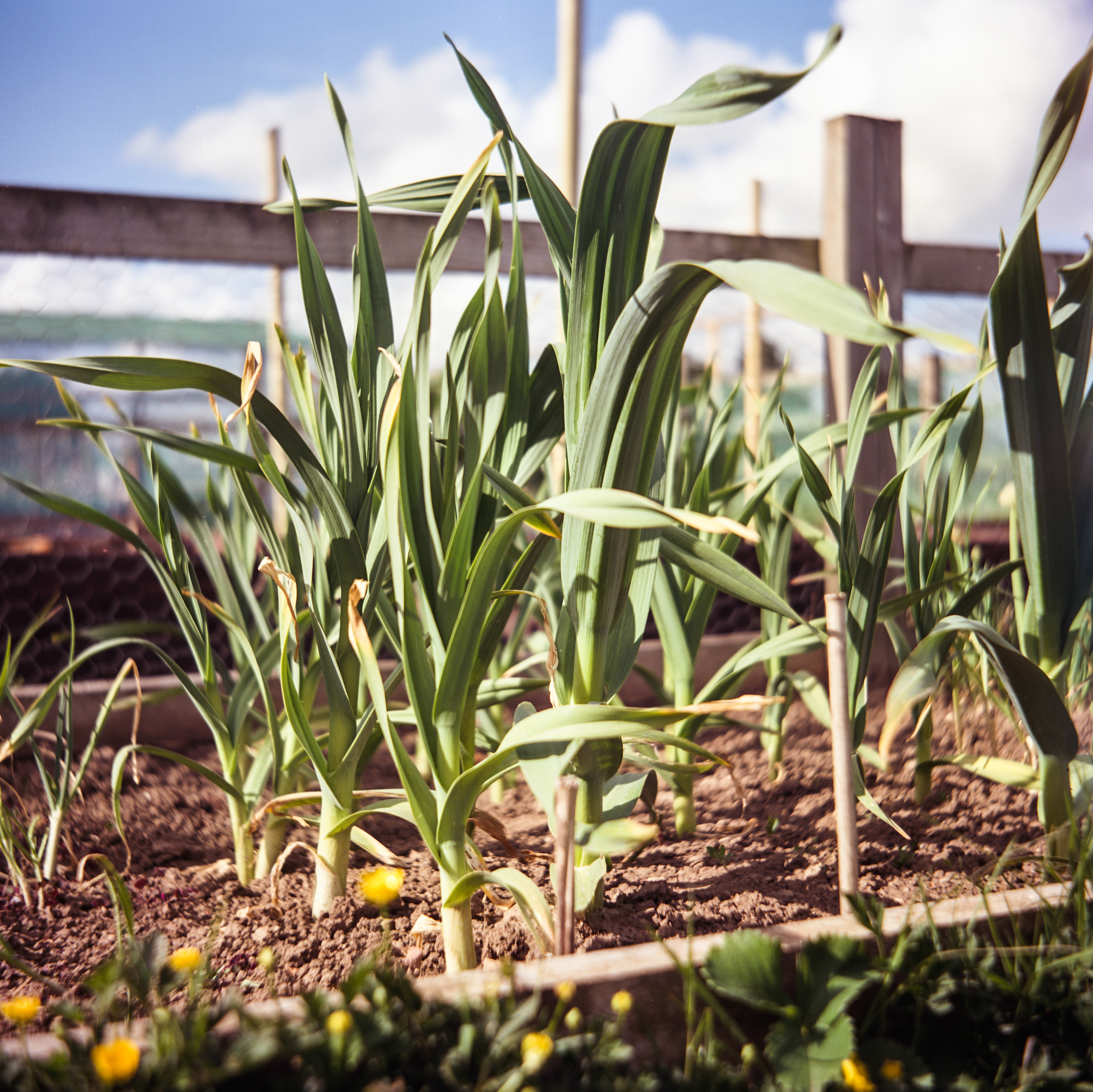 16. An allotment is a waiting game but its always worth the end product