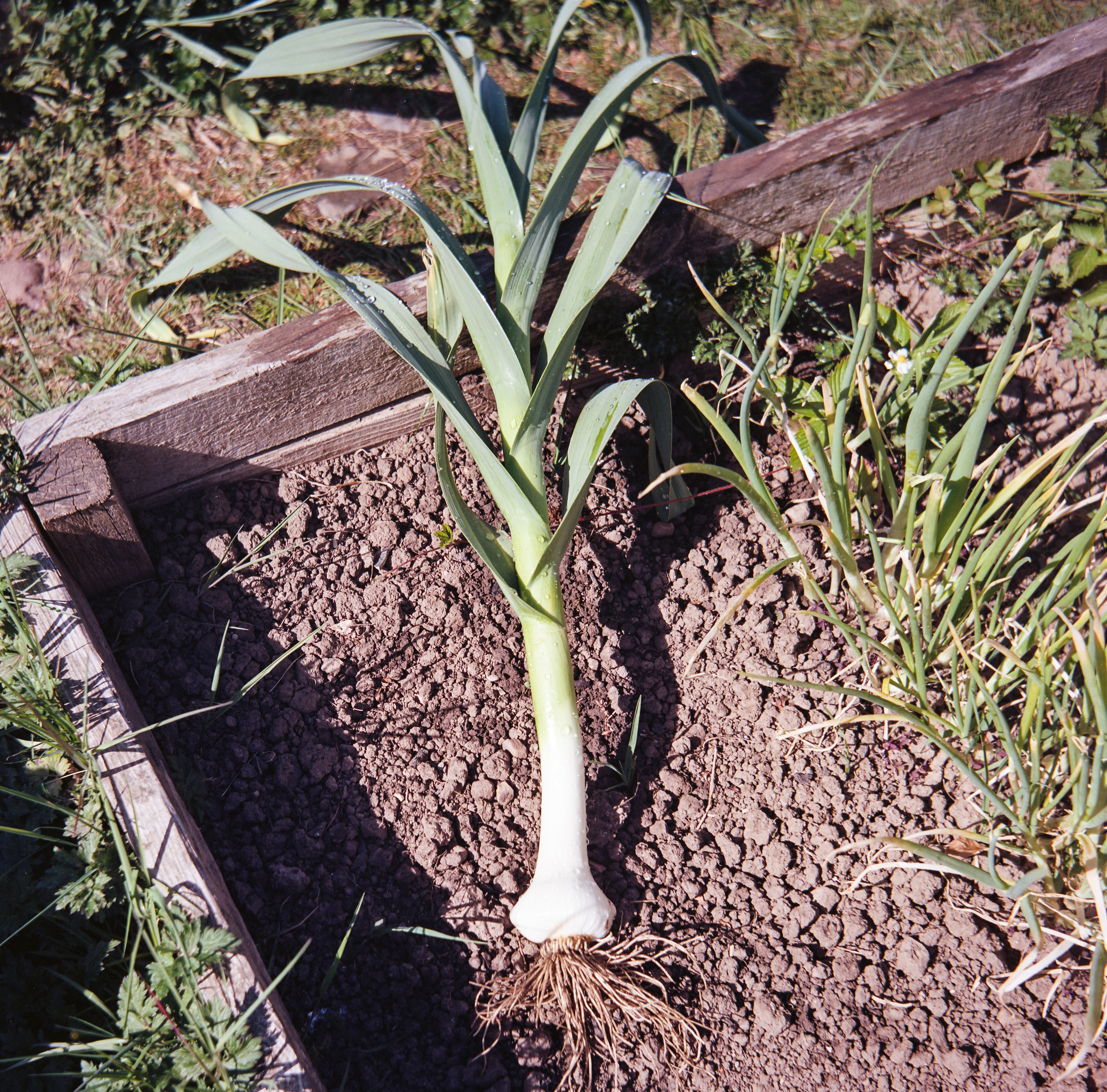 14. Having an allotment has meant we have been able to try out a whole range of new veg such as this elephant garlic.