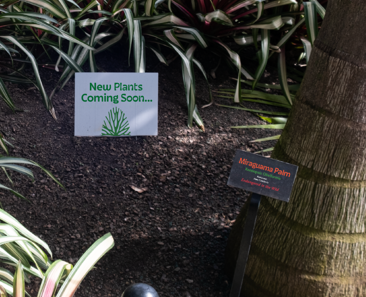 New plants coming soon sign and plant identification sign mockup 3