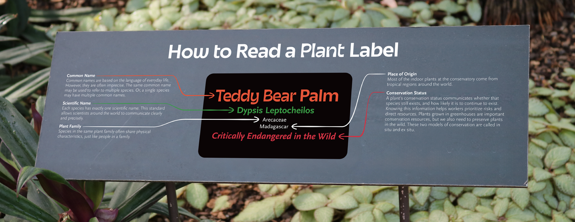 How to read a plant label sign mockup
