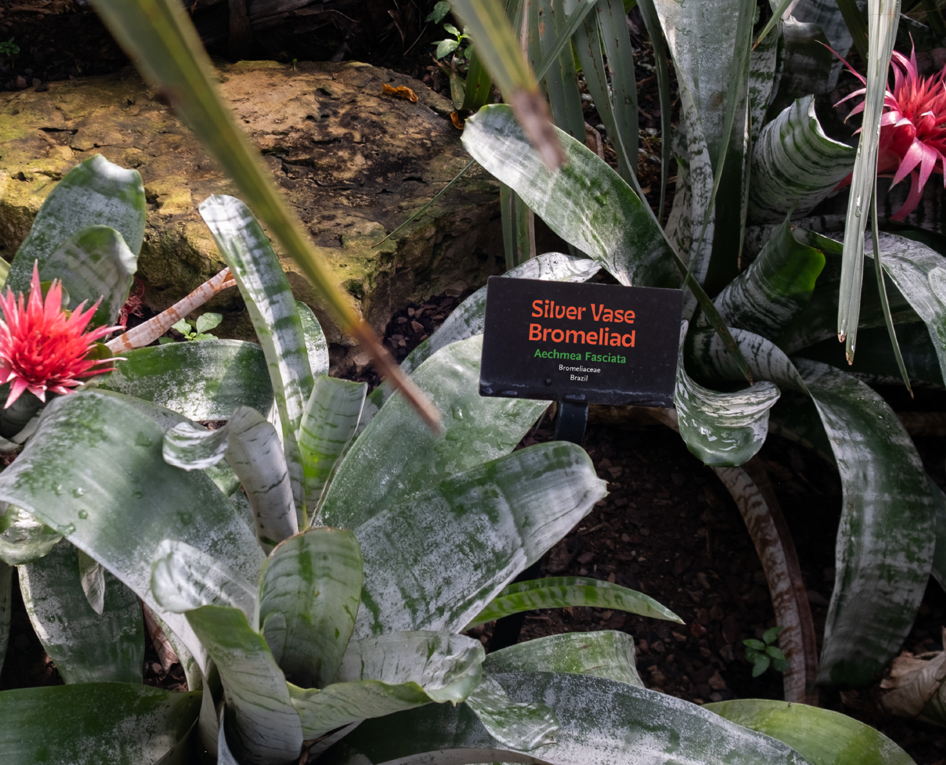 Plant identification sign mockup 1