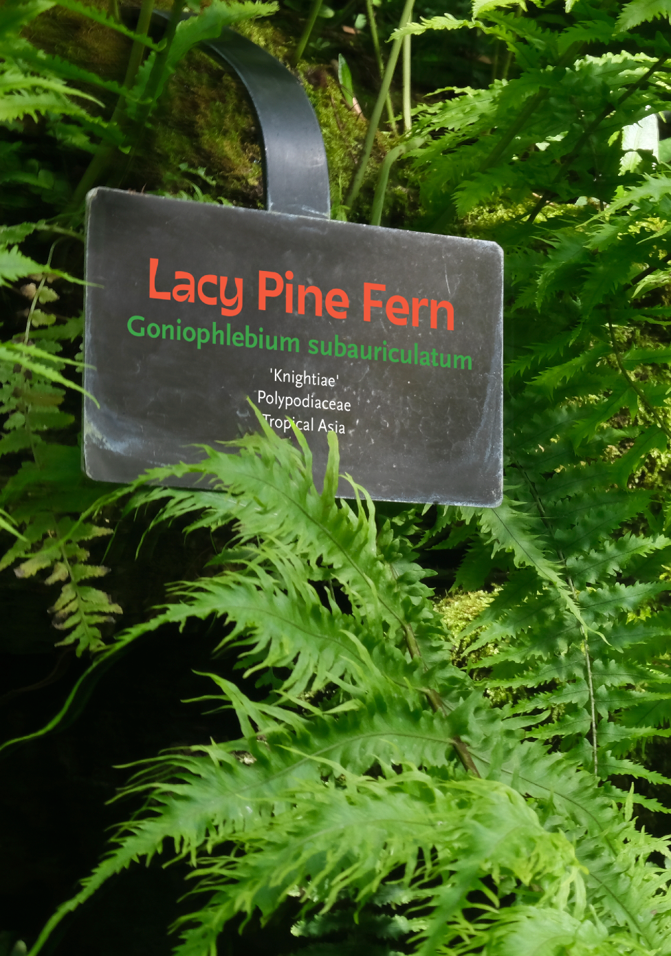 Plant identification sign mockup 2