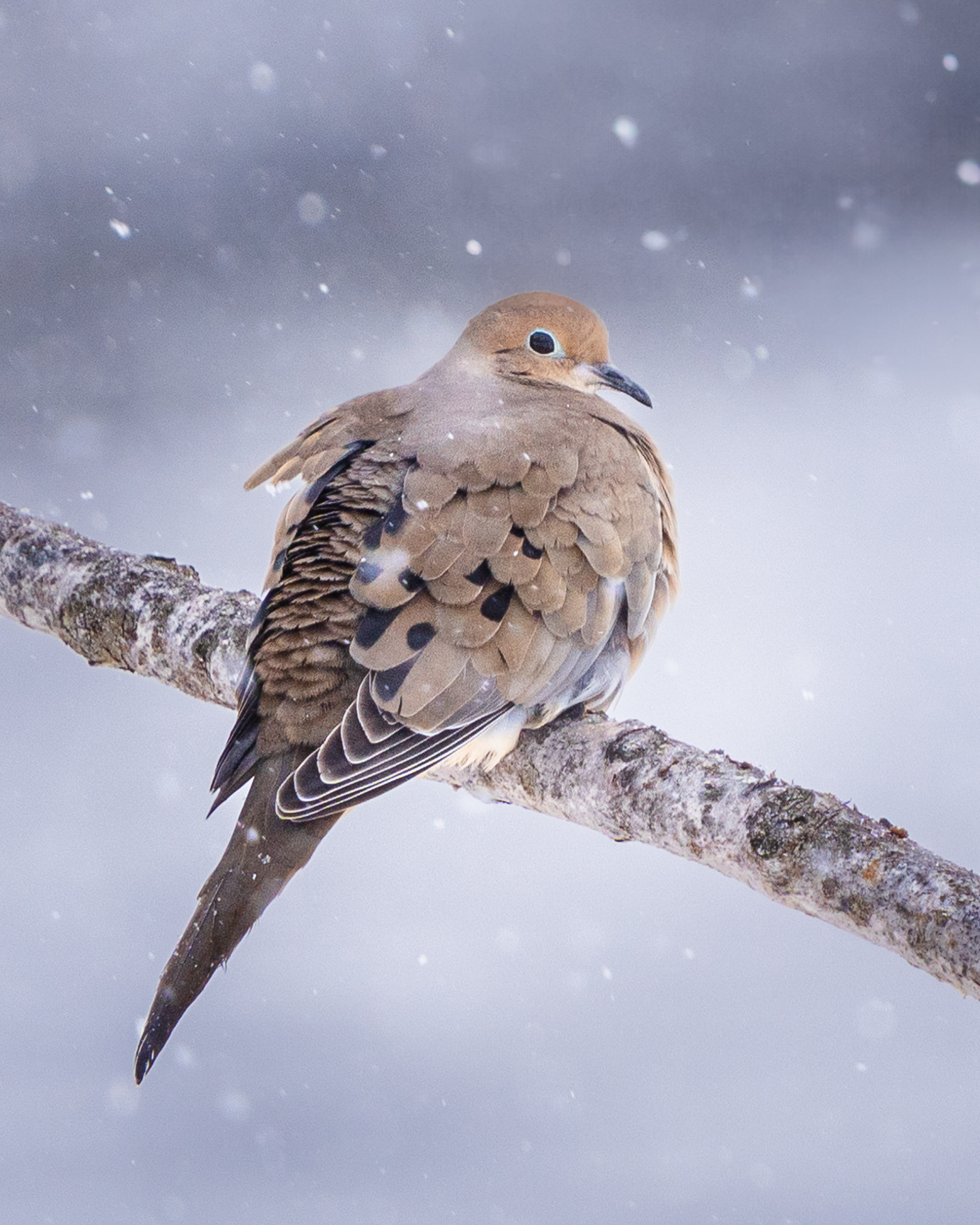 Mourning Dove