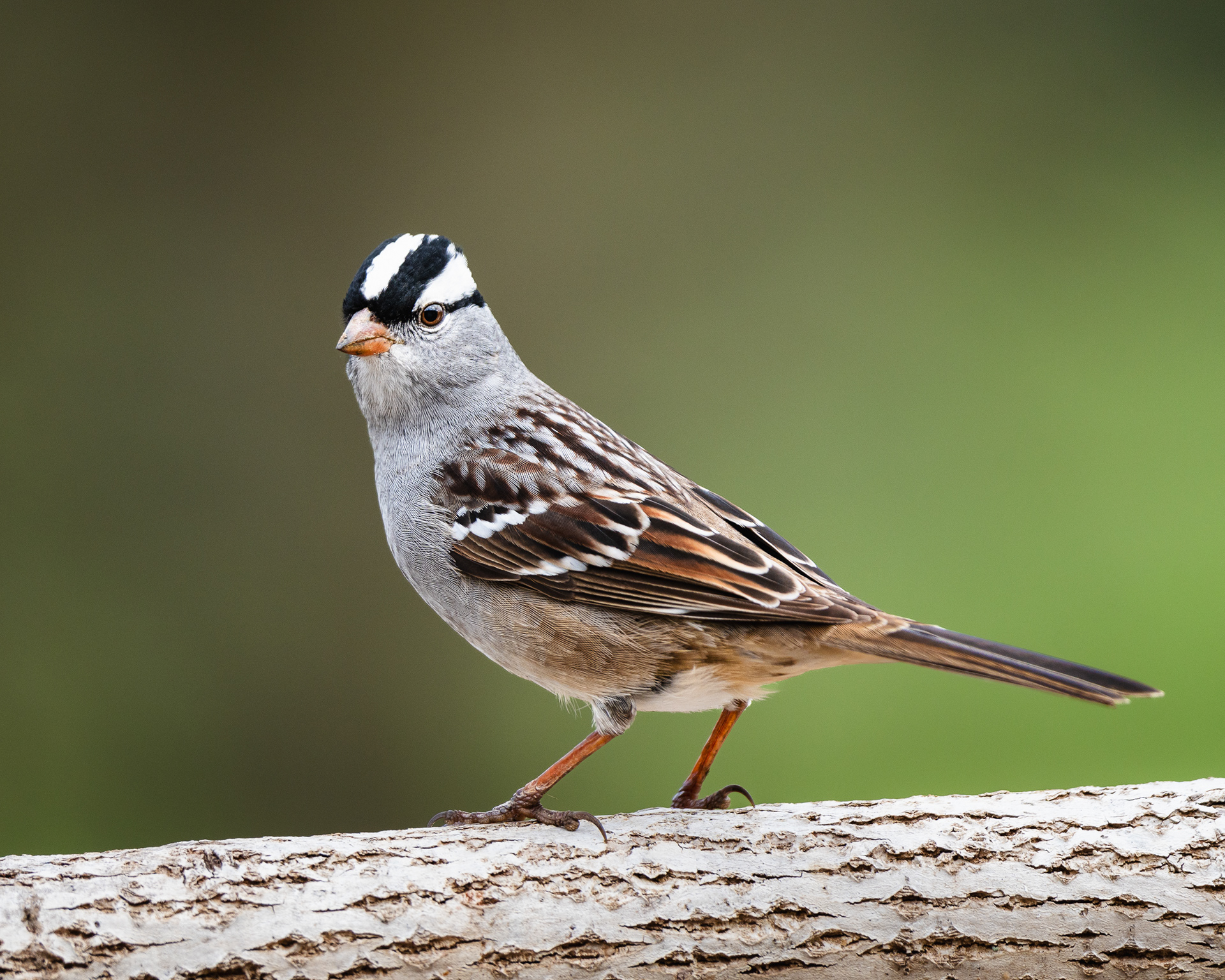 White-crowned sparrow