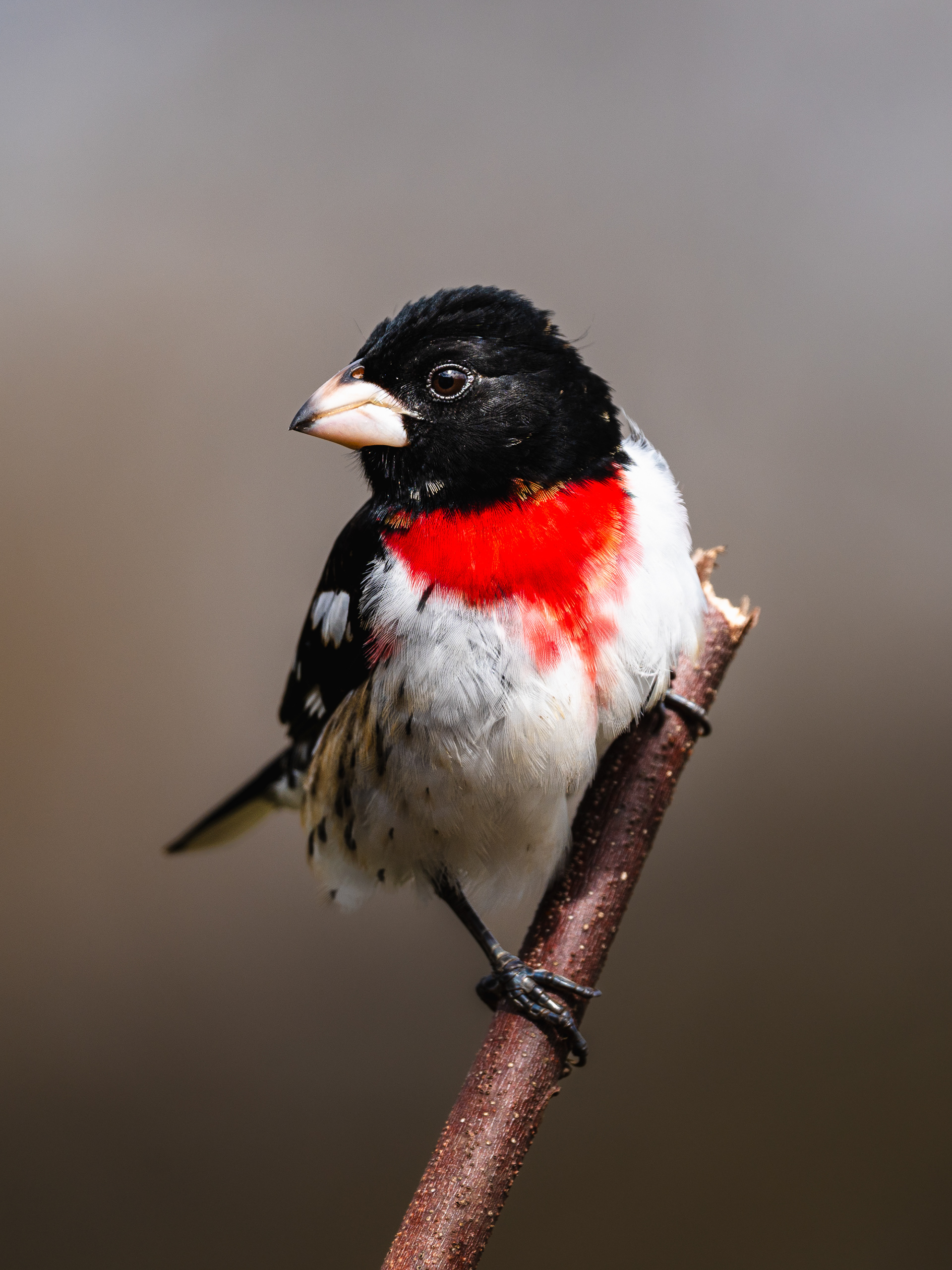 Rose-breasted grosbeak