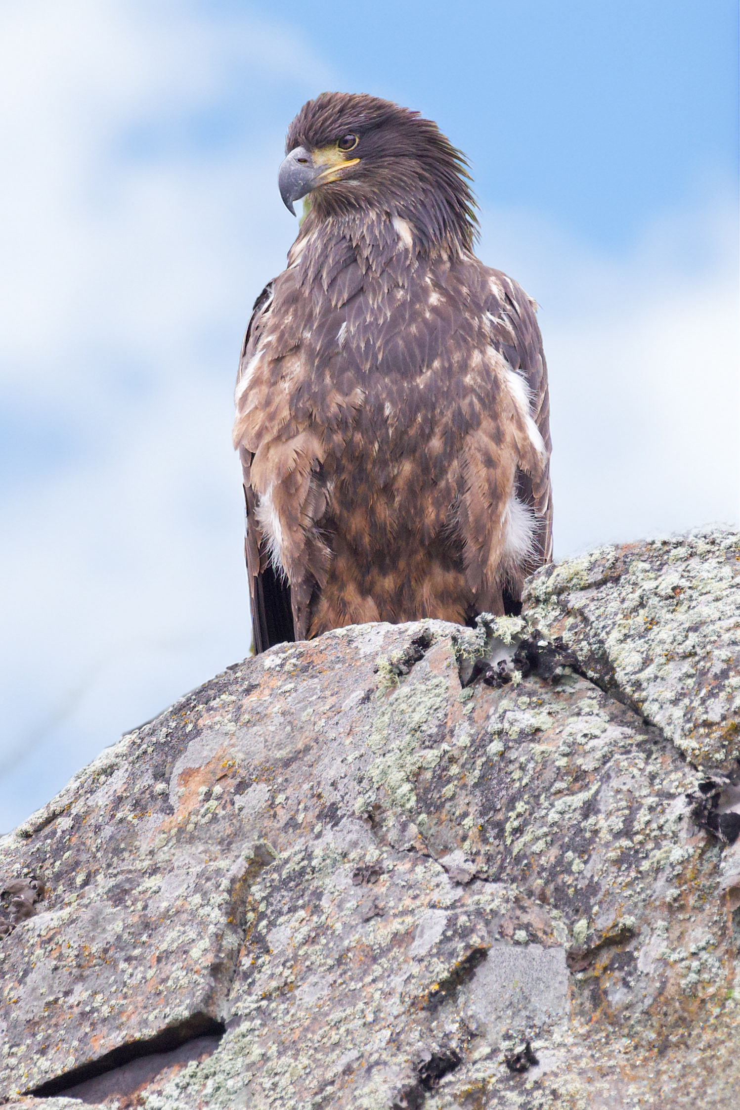 Silver Islet.Juvenile bald eagle