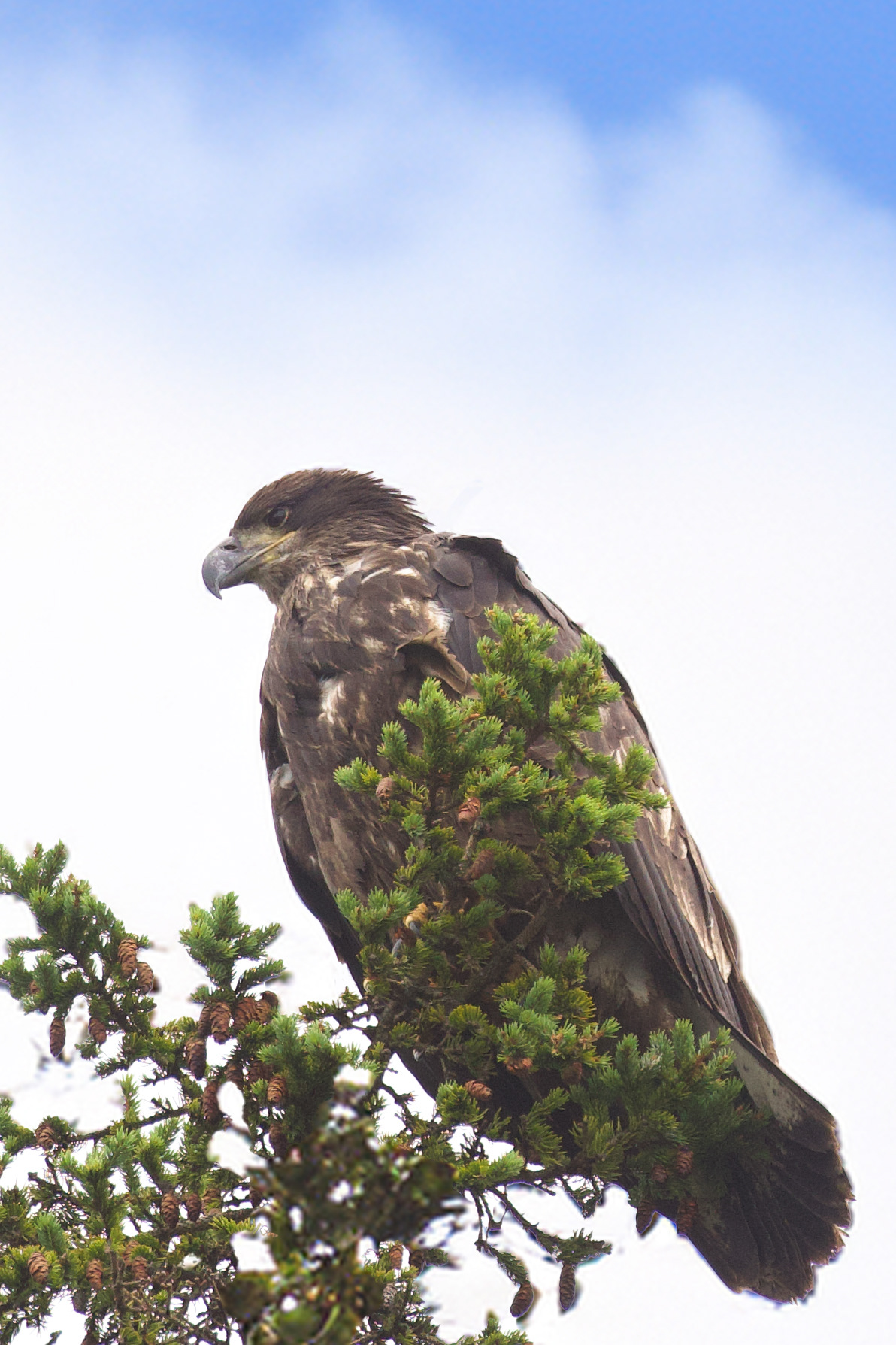 Juvenile Bald Eagle Silver Islet, Great lakes 