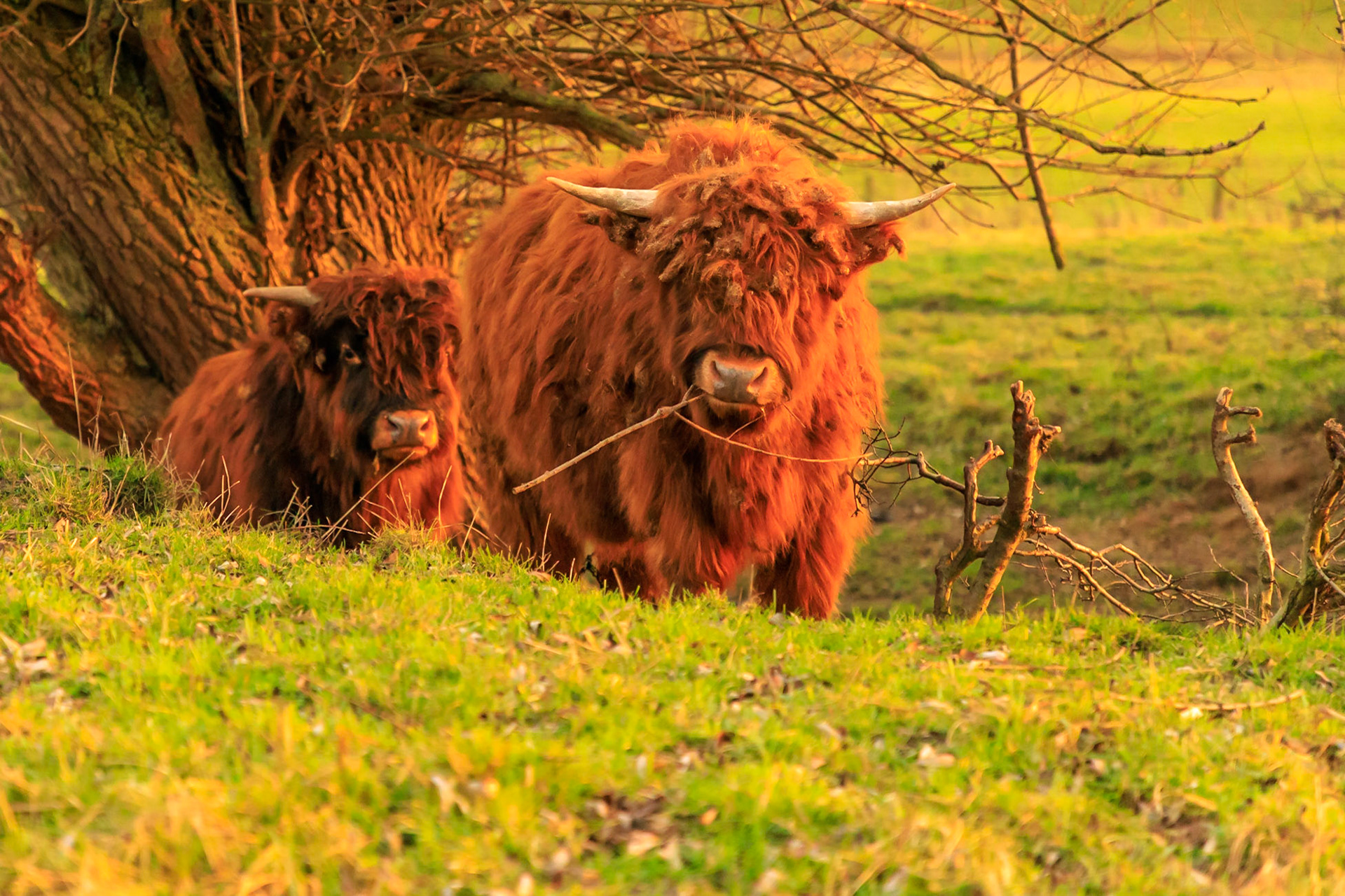 Schotse hooglanders...