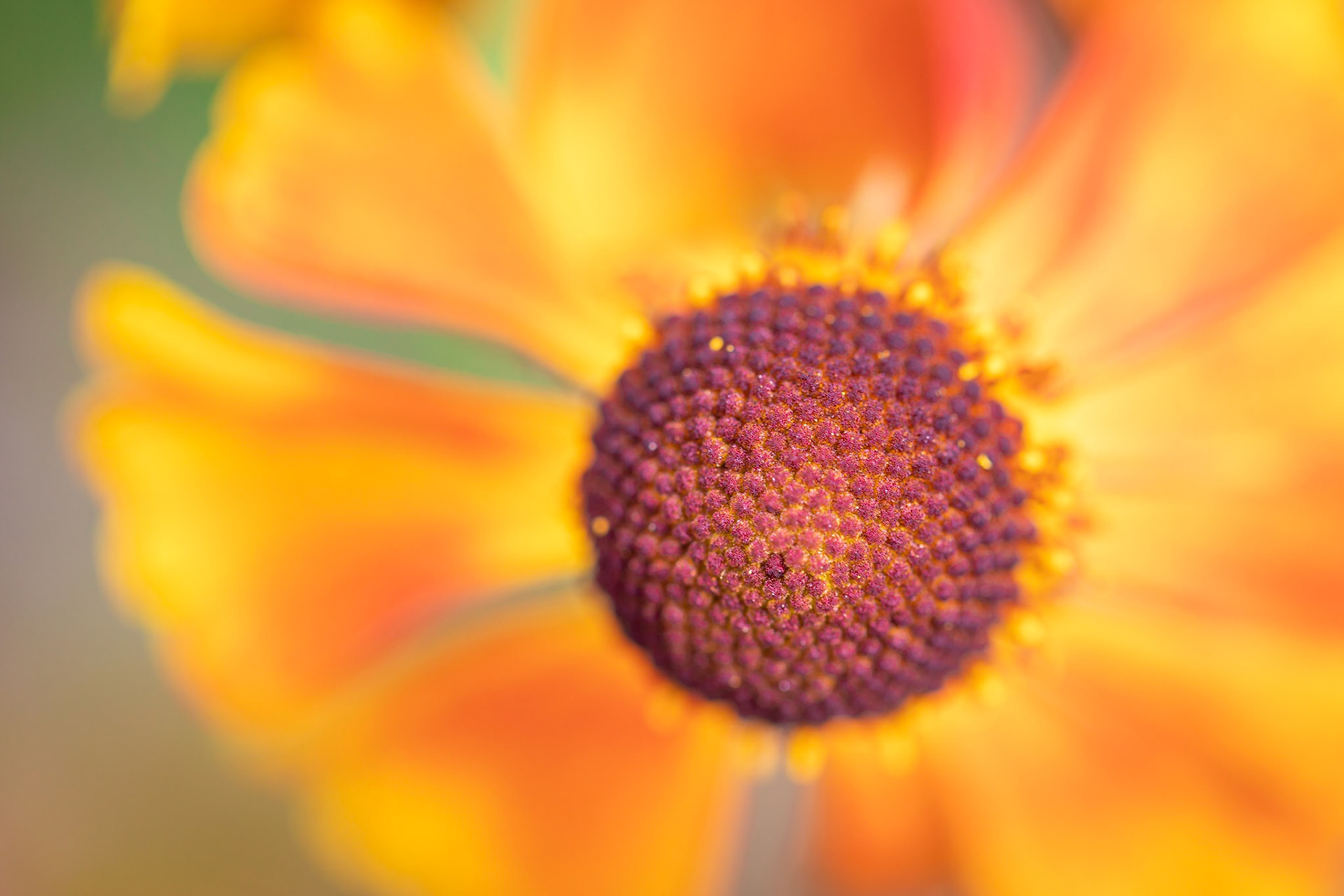 Bloemen macrofotografie.... in de Kruidhof Hortus Buitenpost