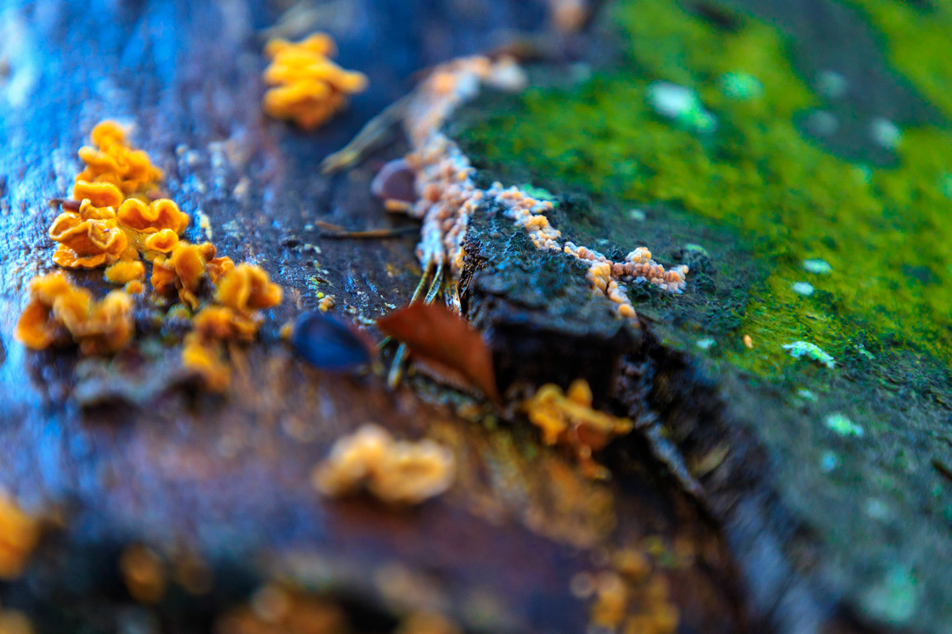 Paddestoelen in de Kaapse Bossen bij Doorn...