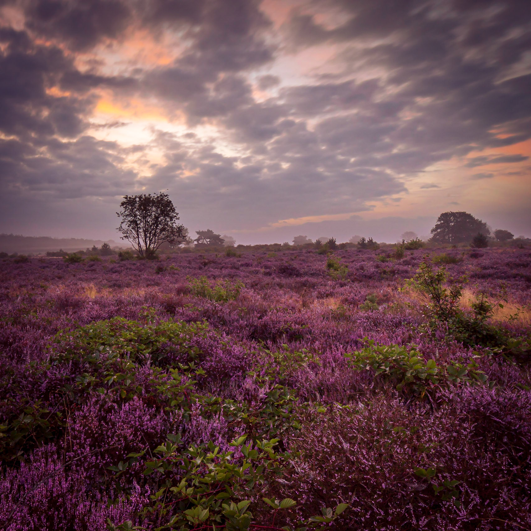 De Hoorneboegse Heide, bij Hilversum afgelopen zondagochtend....