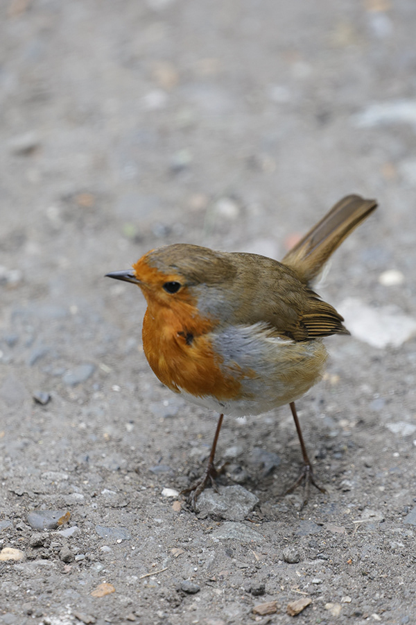 neil bastin Hall Place Trains & Gardens