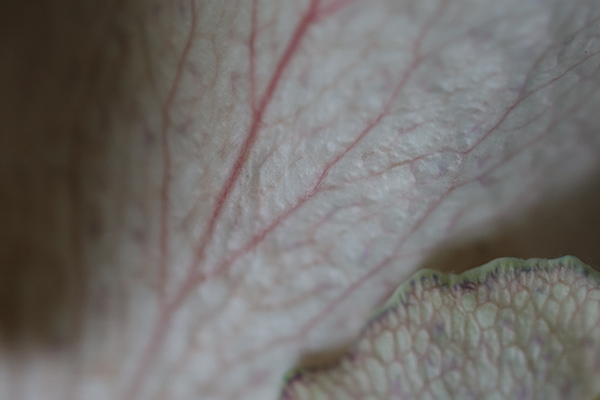 neil bastin Flowers with food colouring