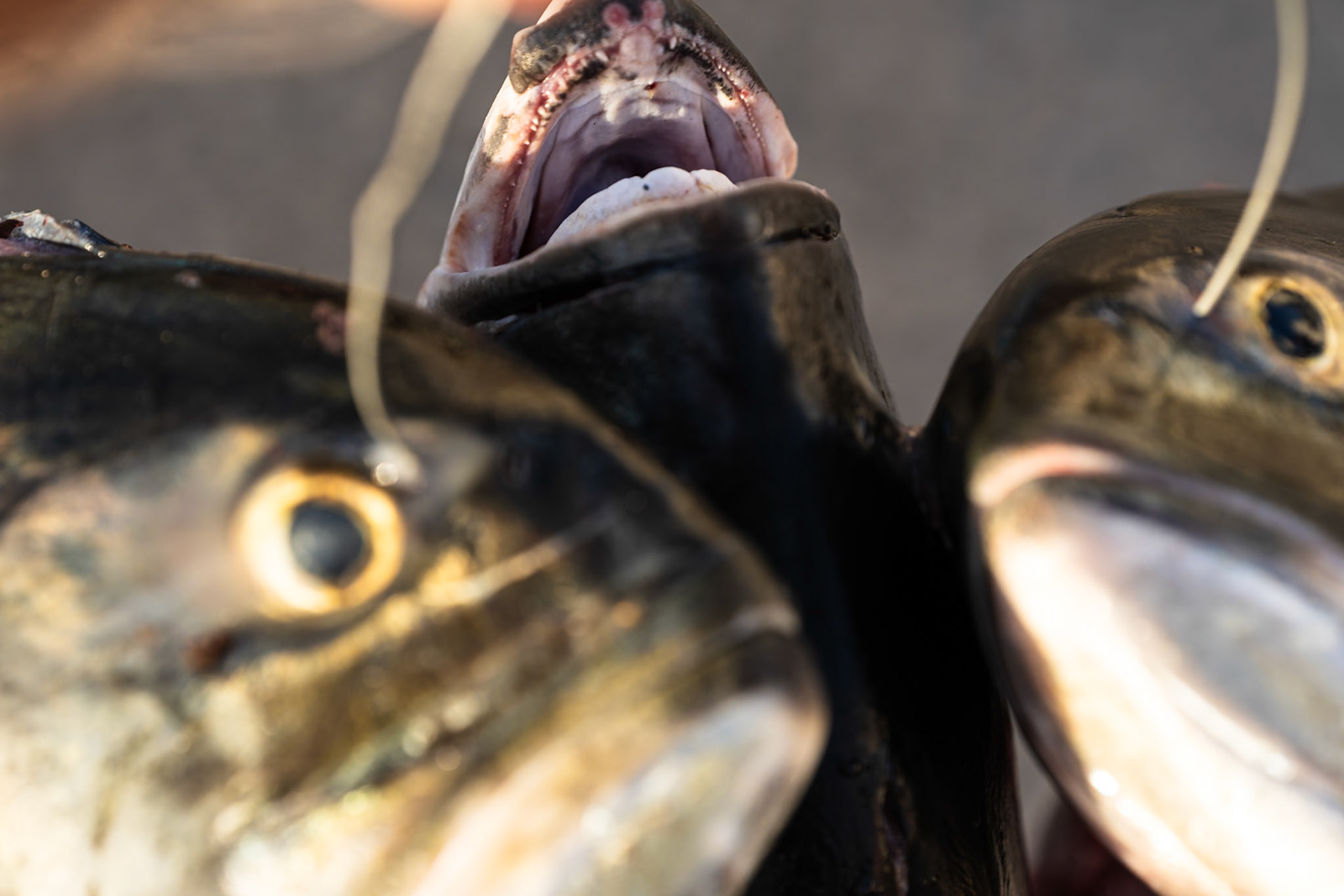 Heavy catch