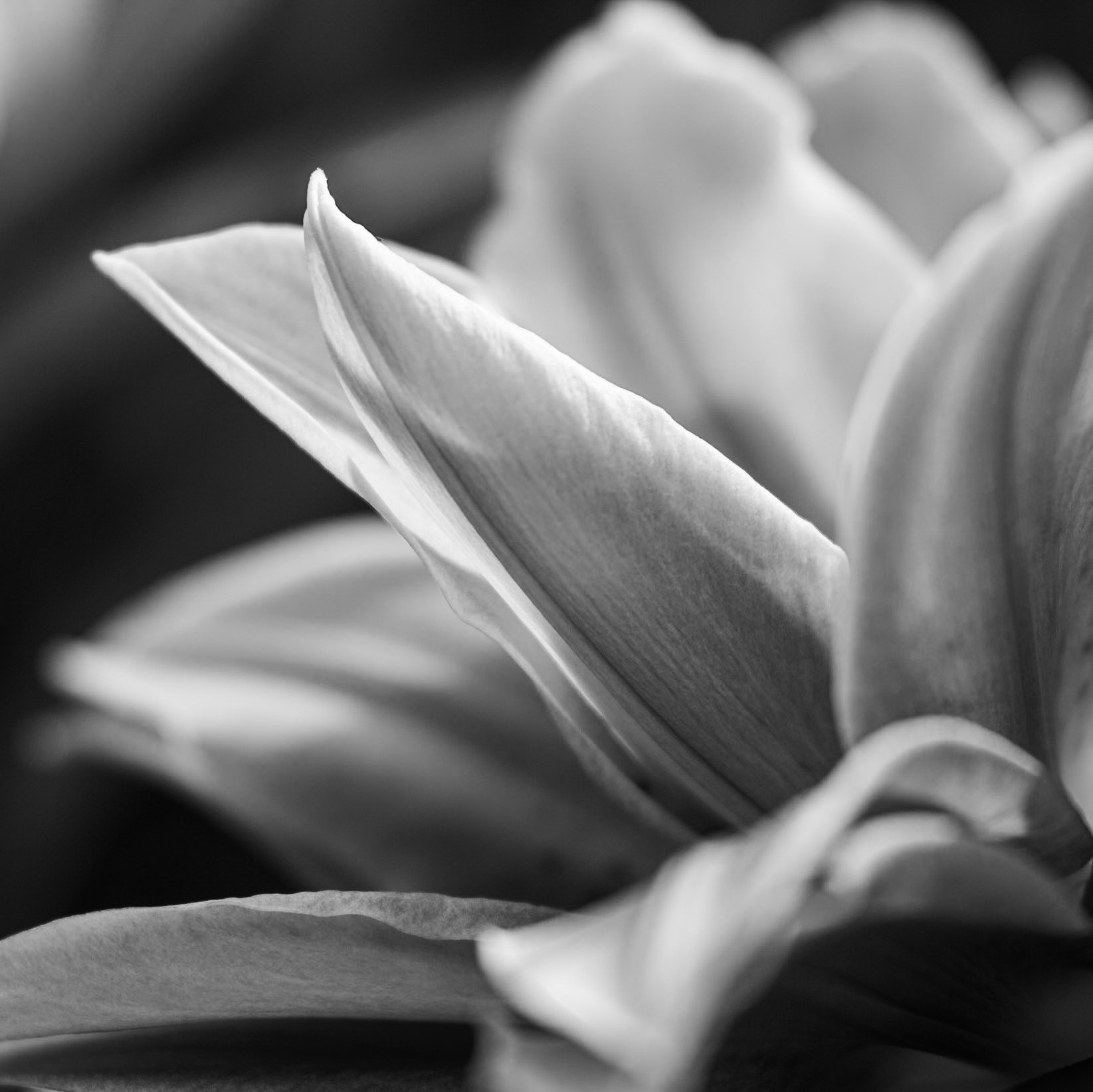 Rose Lily #9