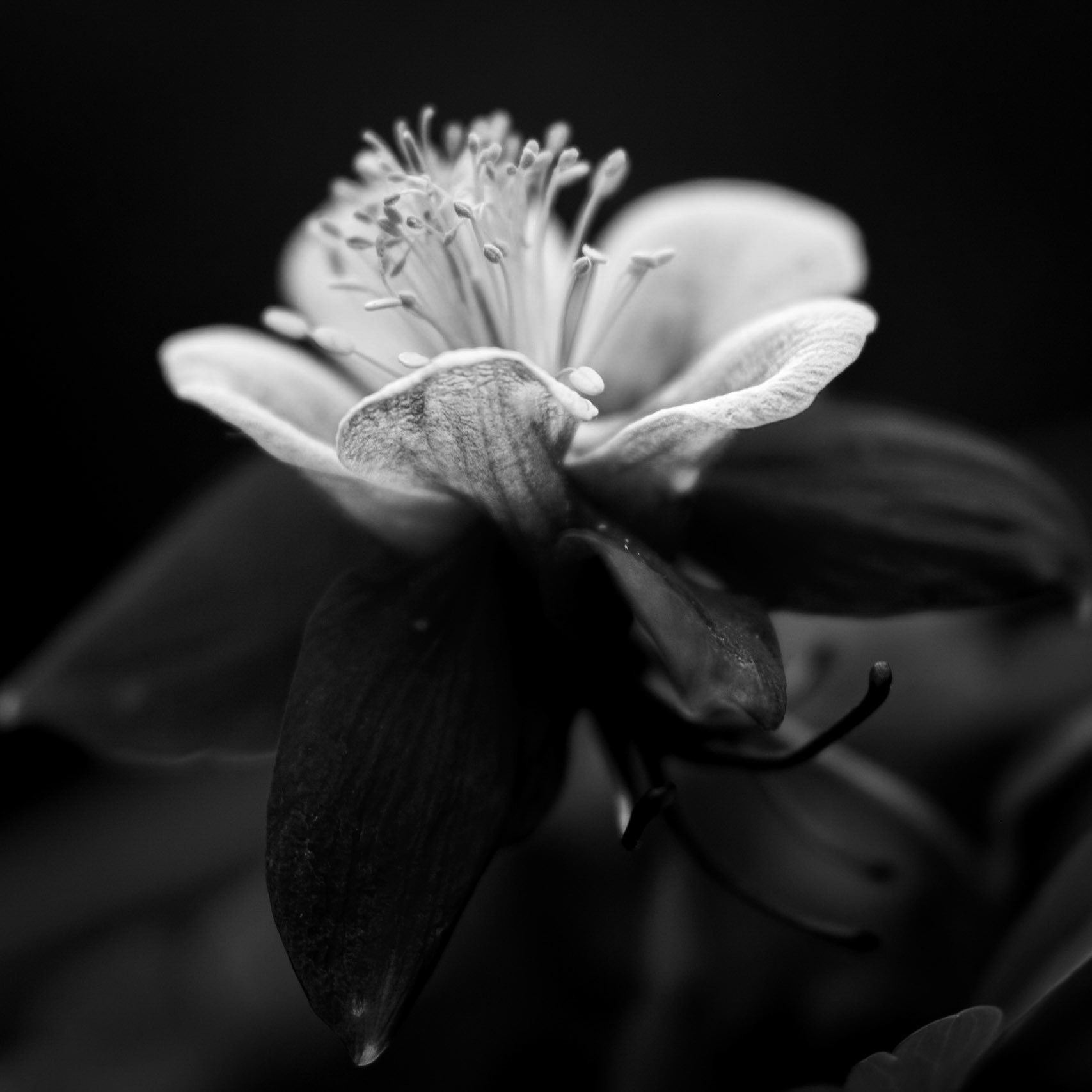 Aquilegia #3