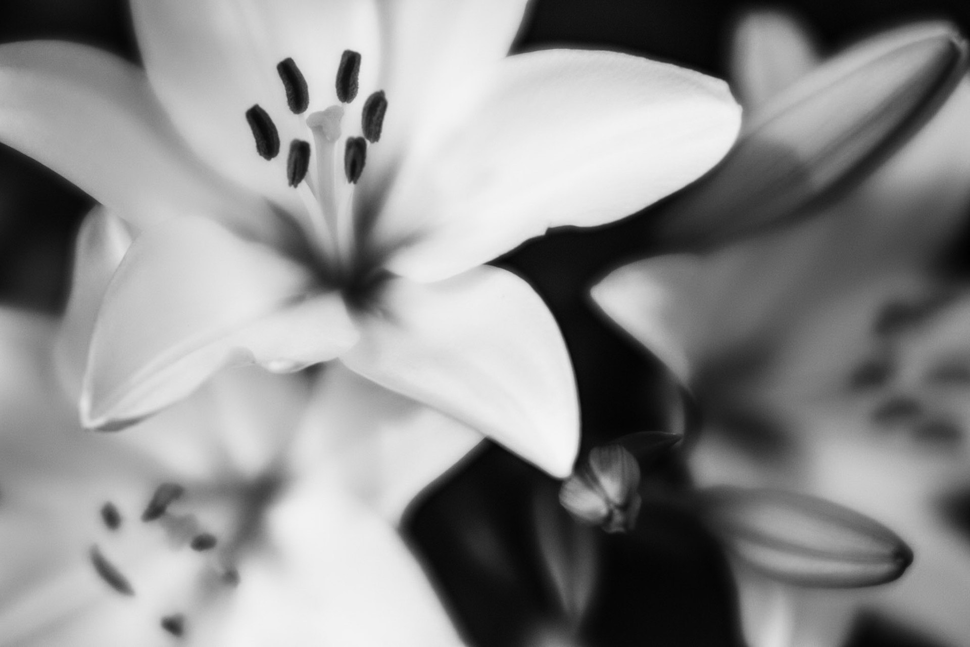 Lily #6