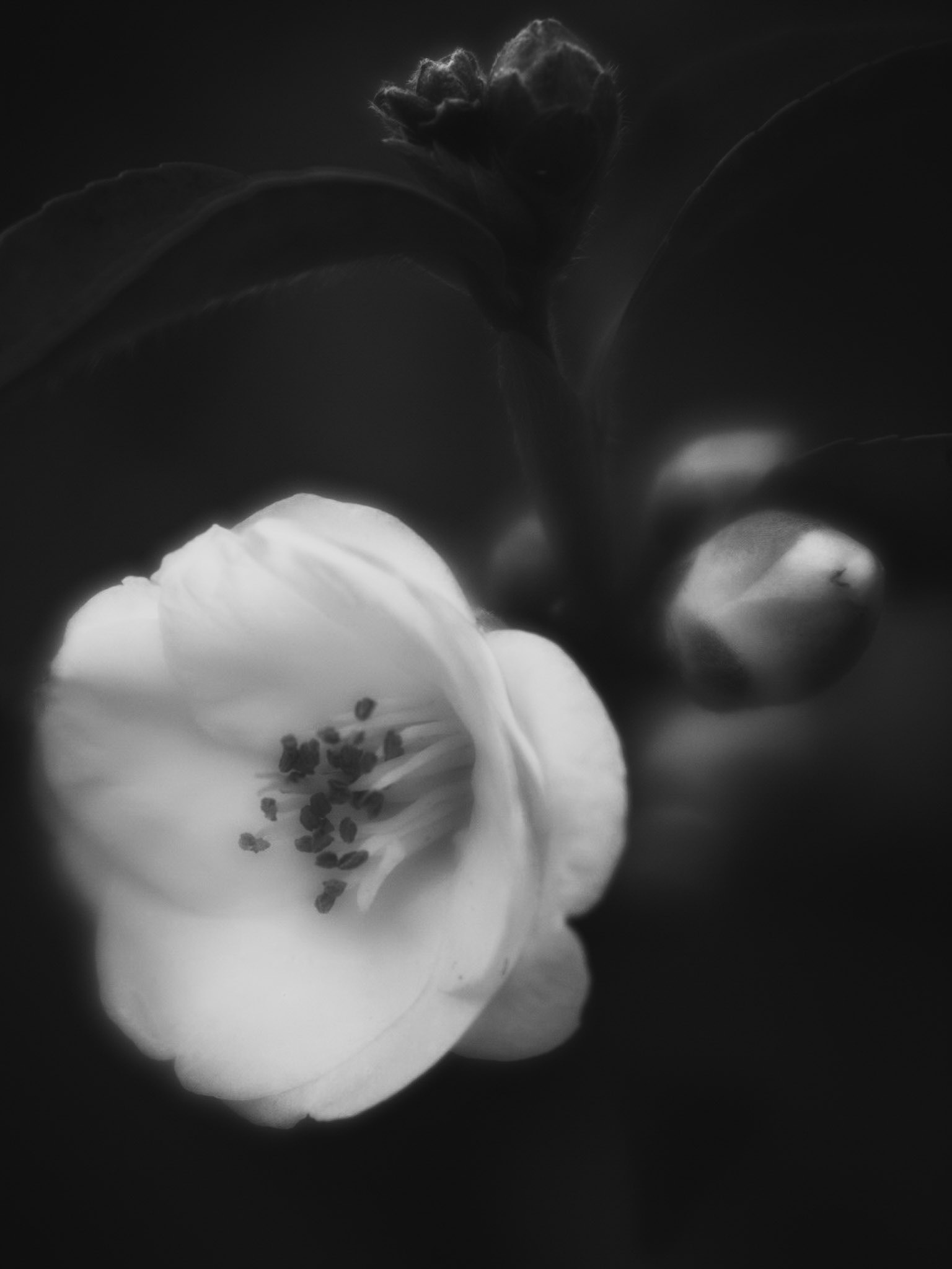 Camellia