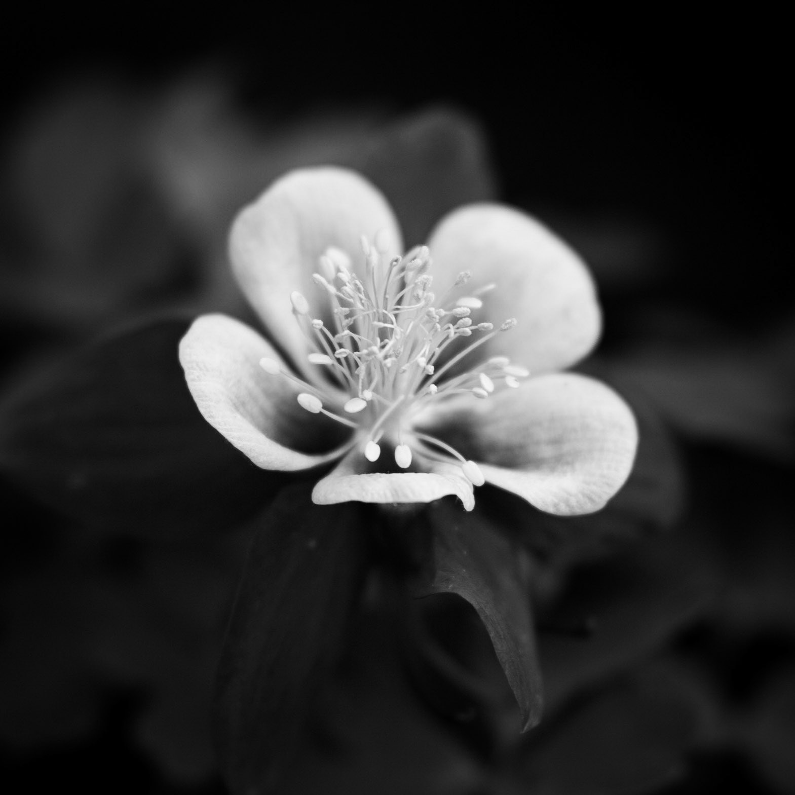 Aquilegia #2