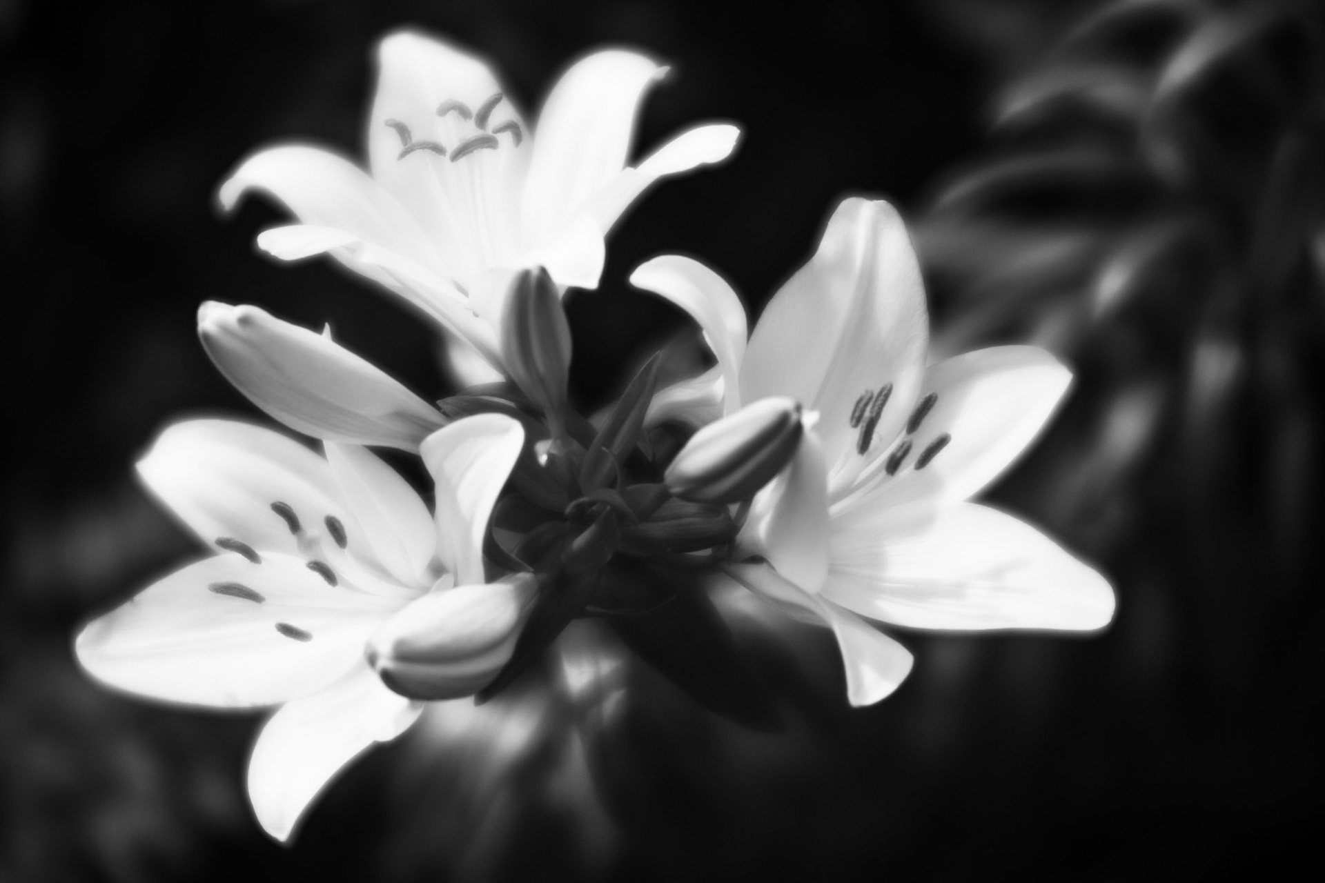 Lily #7